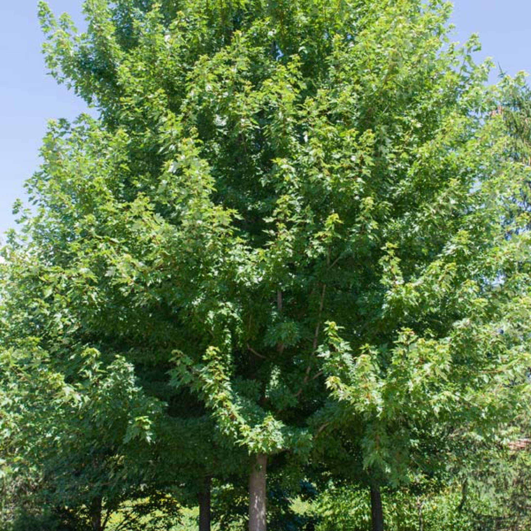 Green tree with a clear blue sky background