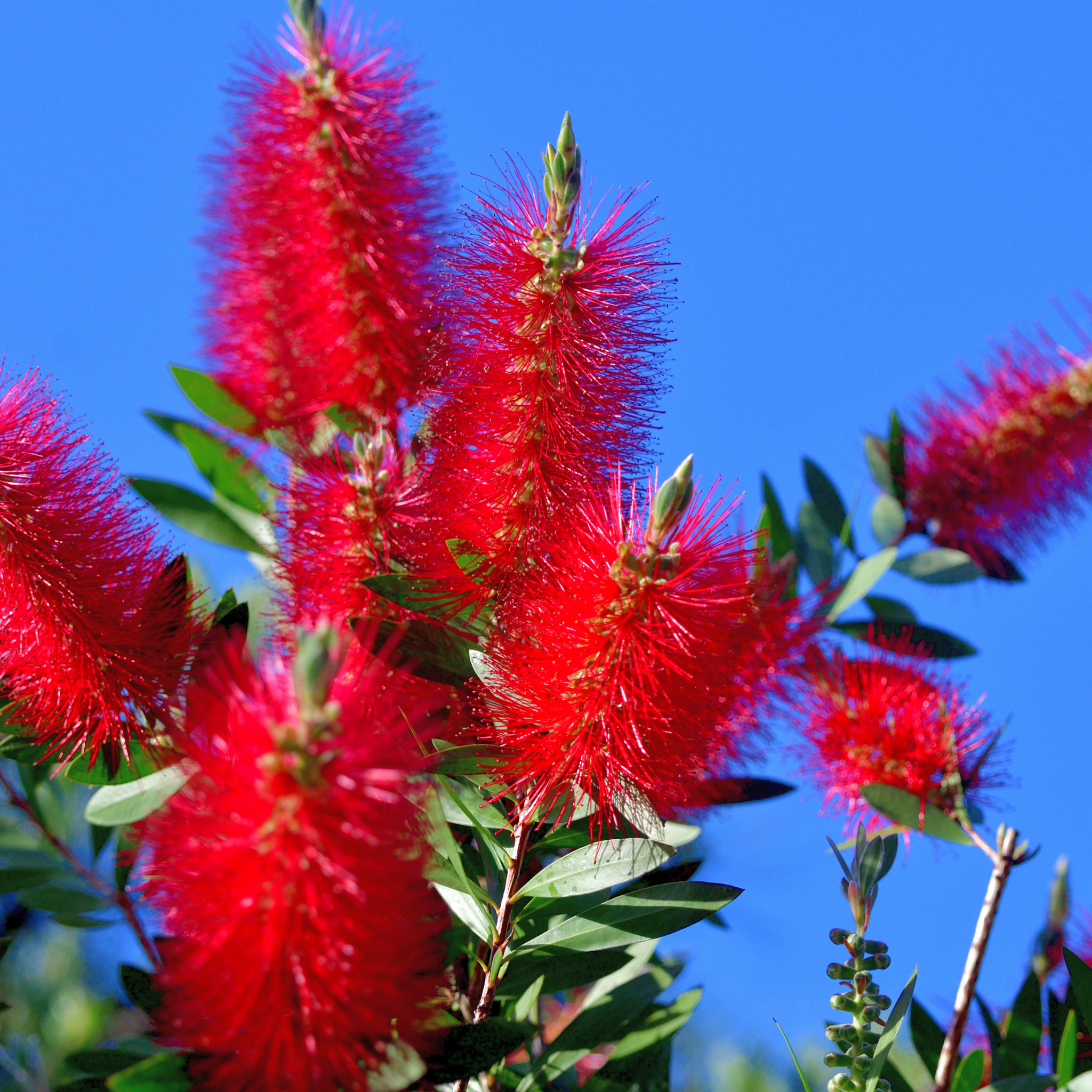 Red bottlebrush flowers with green leaves against a clear blue sky