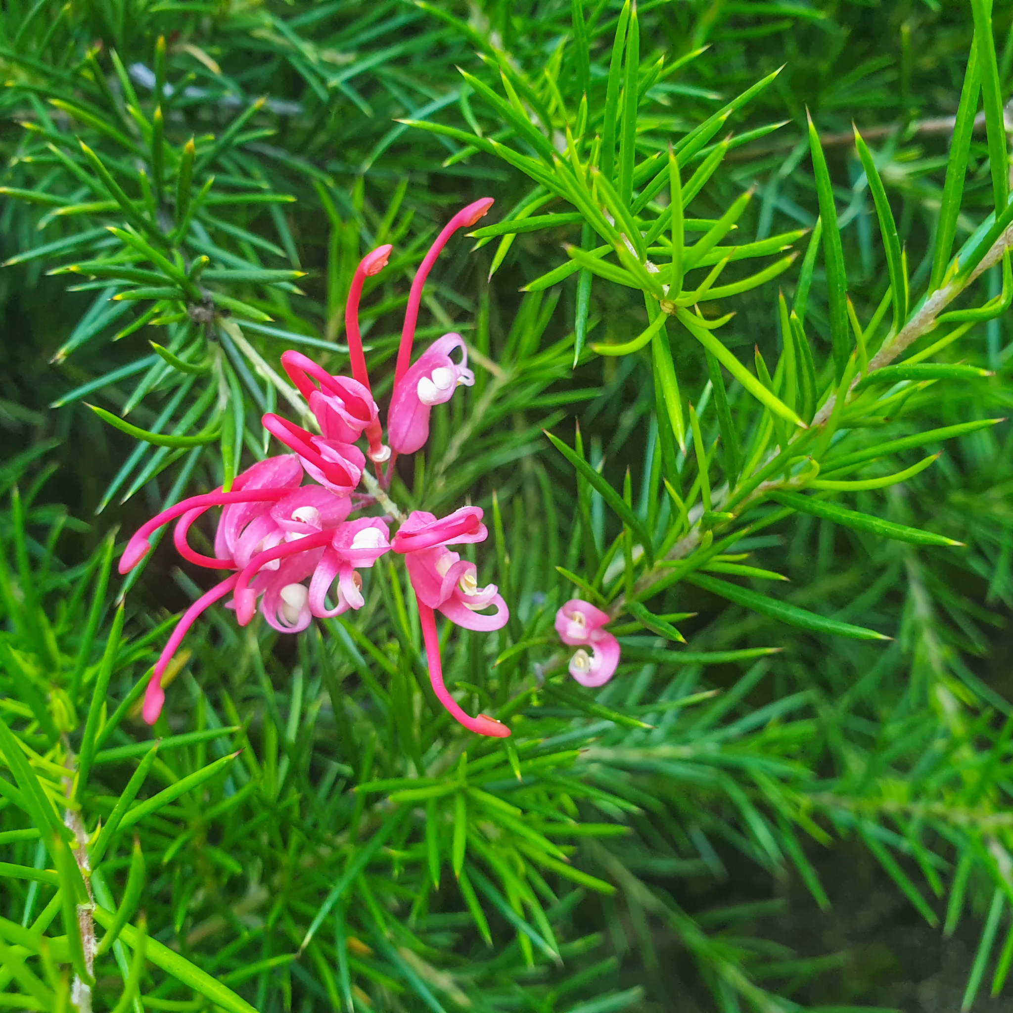Rosemary Grevillea - Grevillea rosmarinifolia