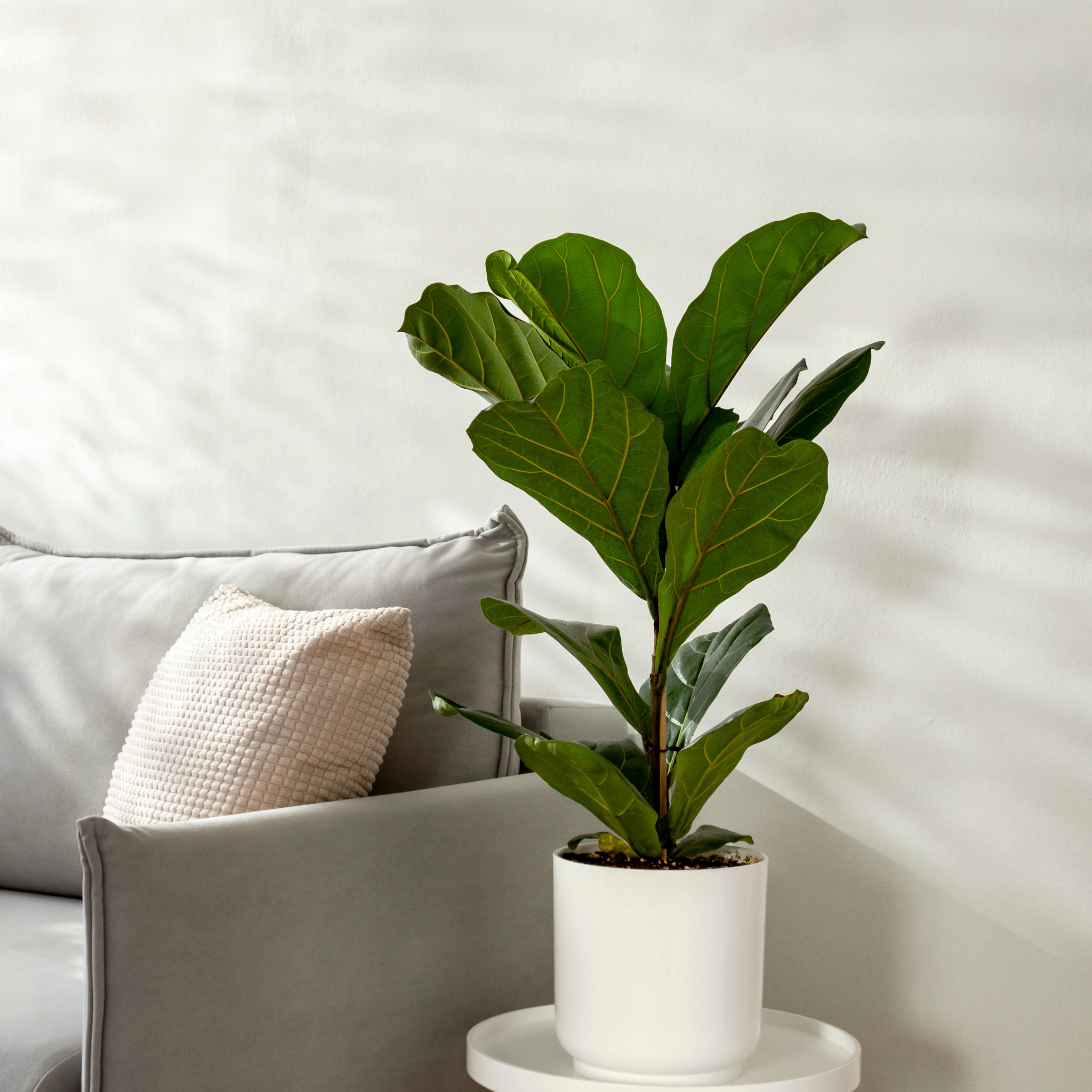 Fiddle Leaf Fig - Ficus lyrata