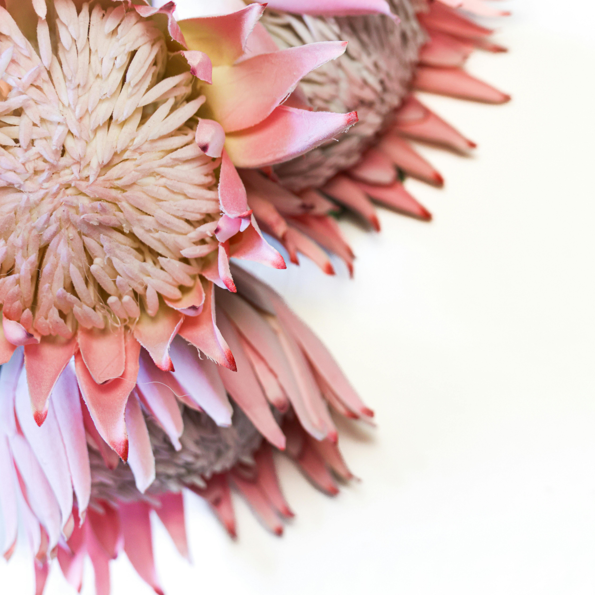 King Pink King Protea - Protea cynaroides King Pink
