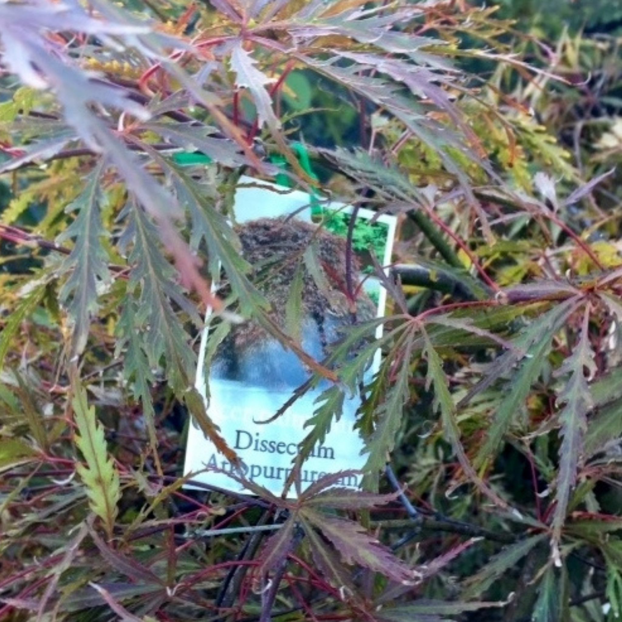 Weeping Japanese Maple Atropurpureum - Acer palmatum Dissectum Atropurpureum