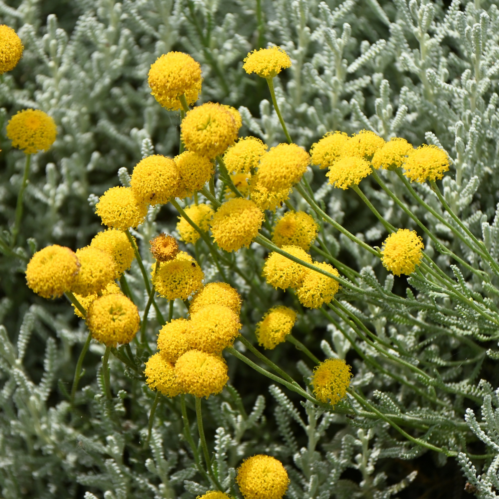 Cotton Lavender - Santolina chamaecyparissus