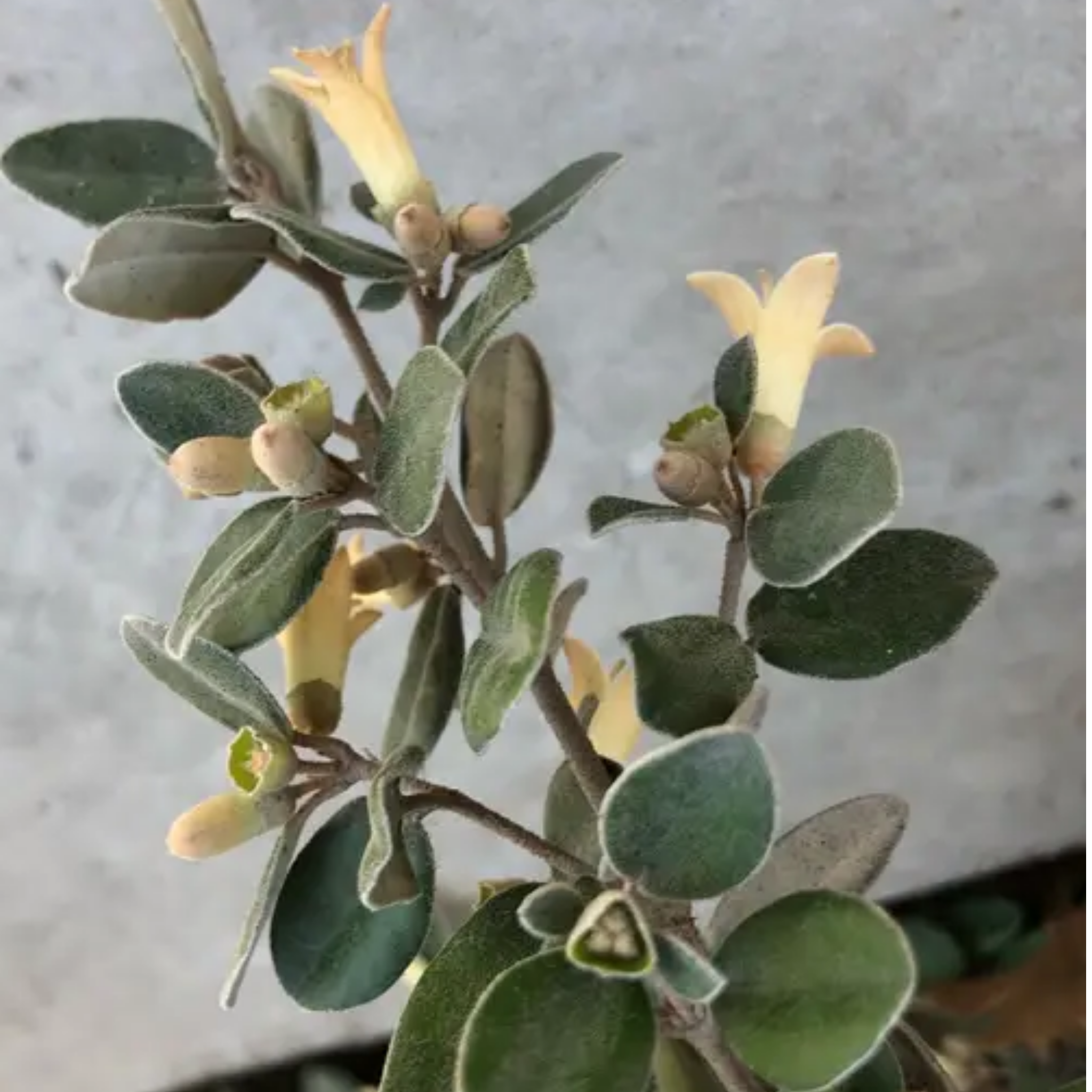 White Correa - Correa alba