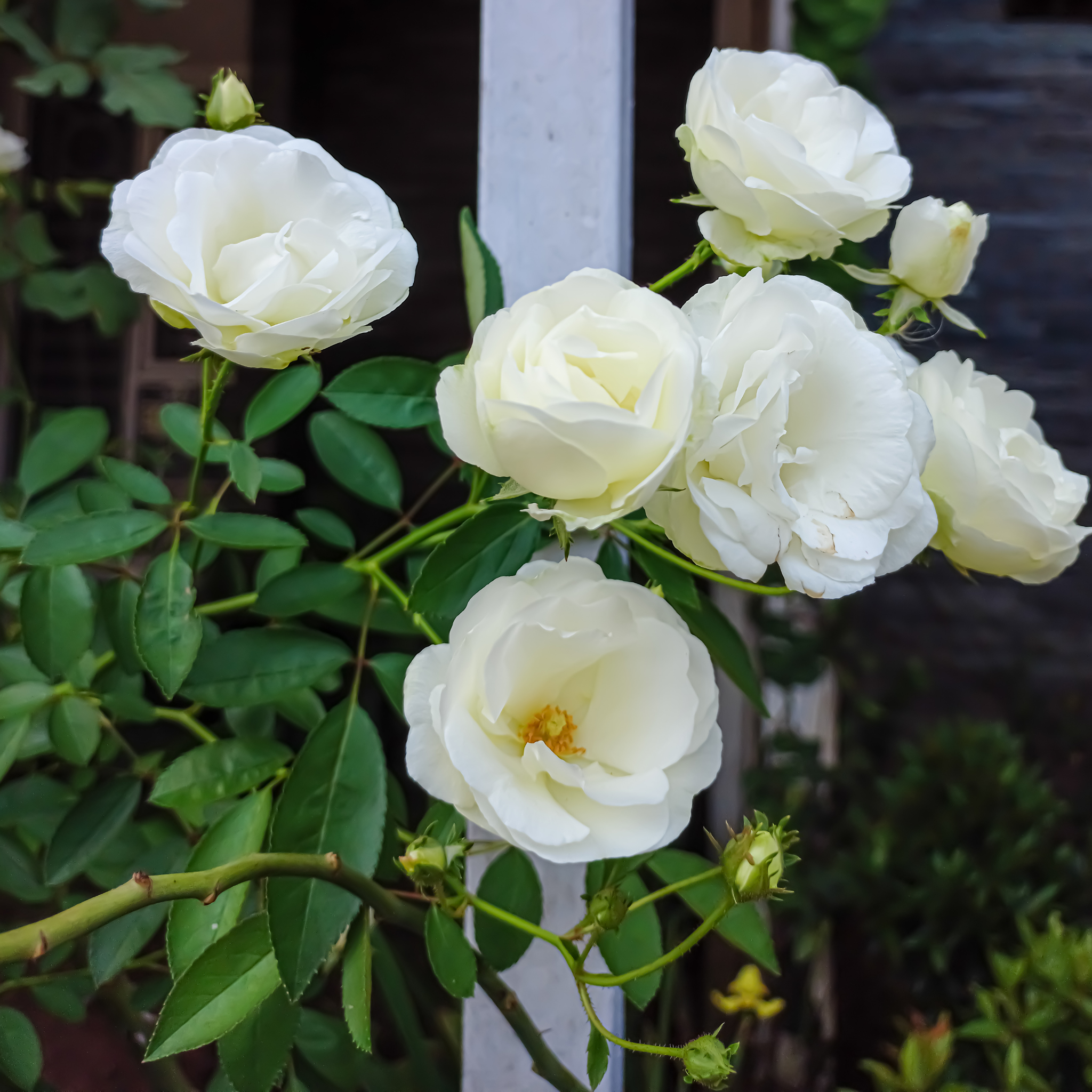Iceberg Floribunda Rose - Rosa Iceberg