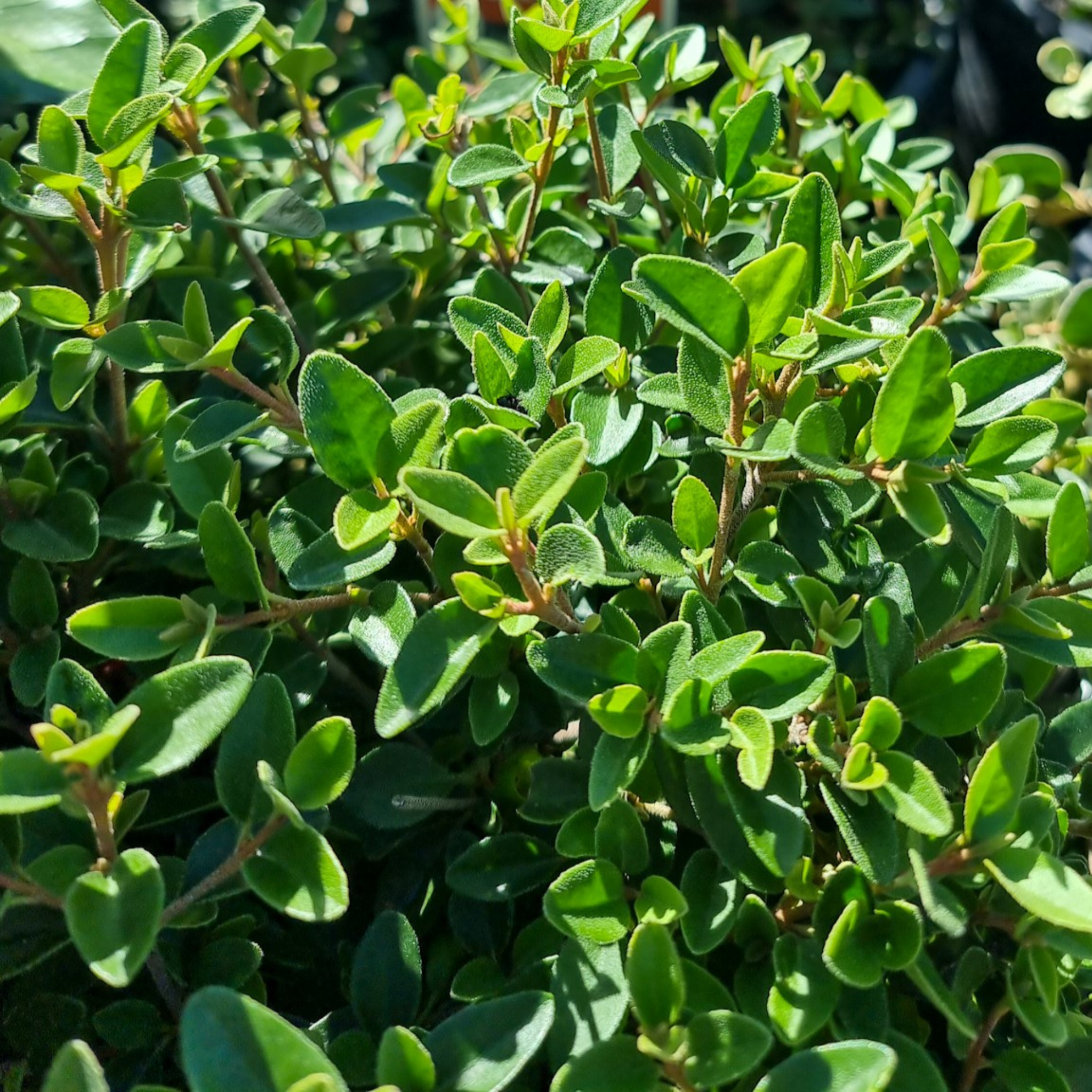 Correa Native Fushsia - Correa reflexa pulchella 'Dusky Bells'