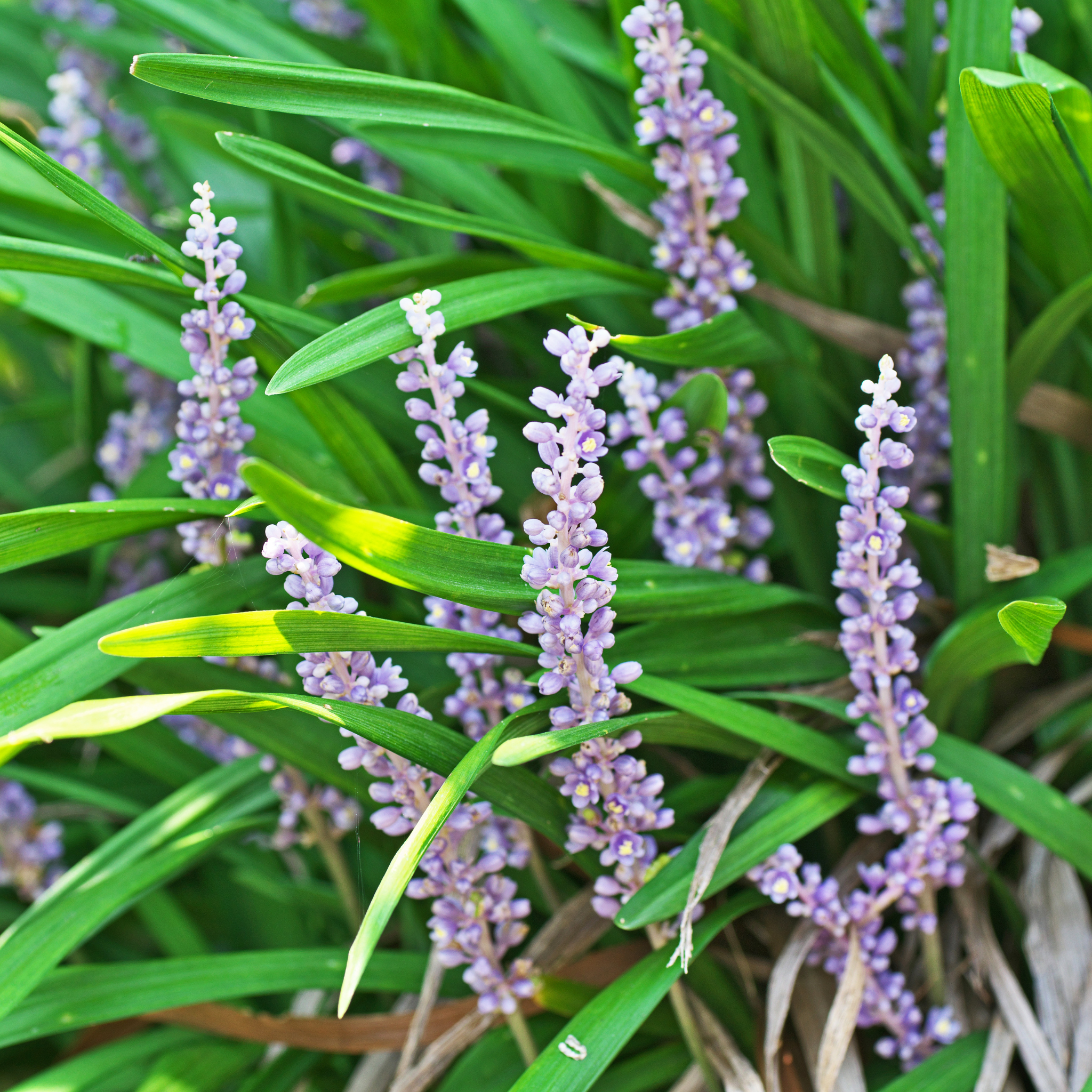 Lillyturf Royal Purple - Liriope muscari Royal Purple