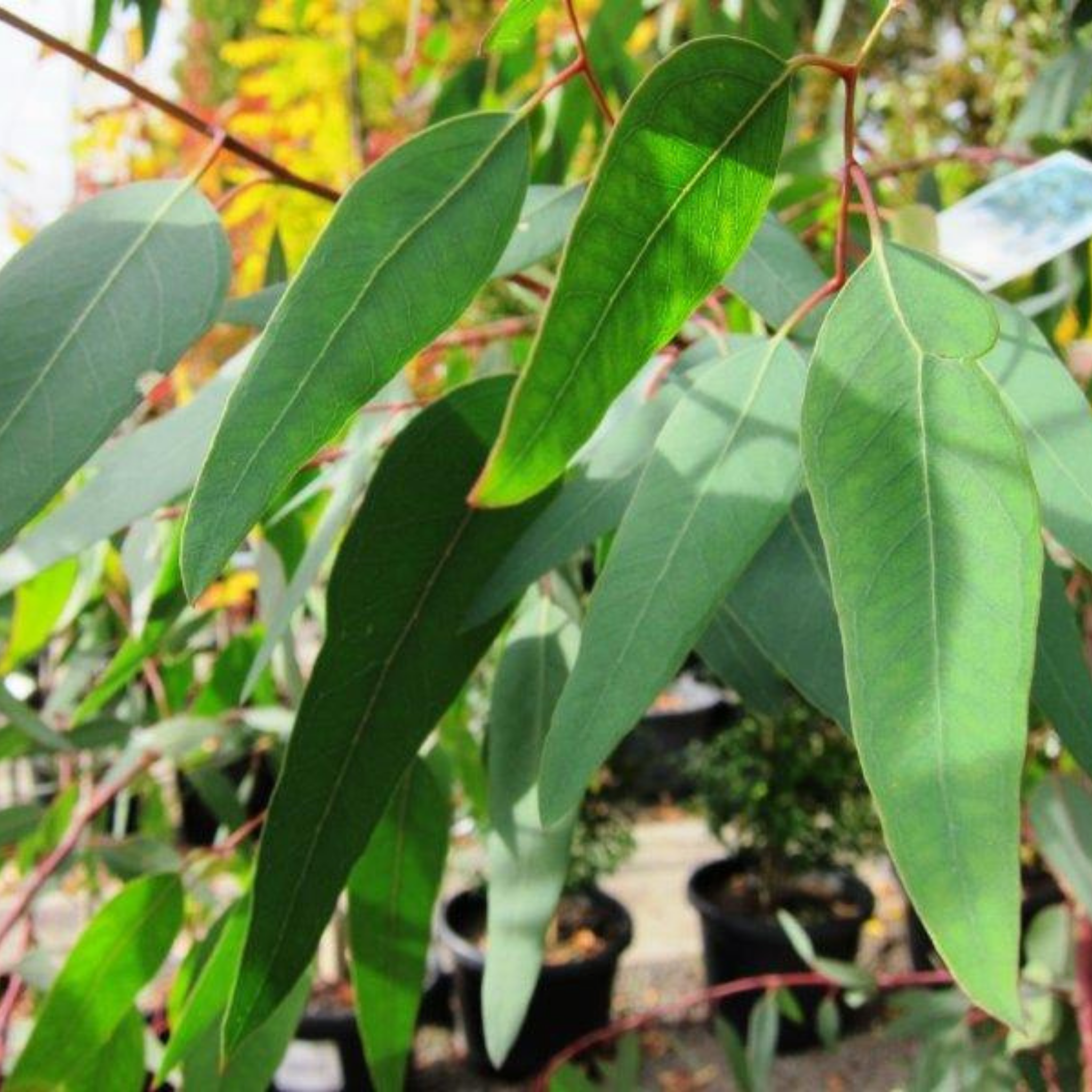 Red River Gum - Eucalyptus camaldulensis