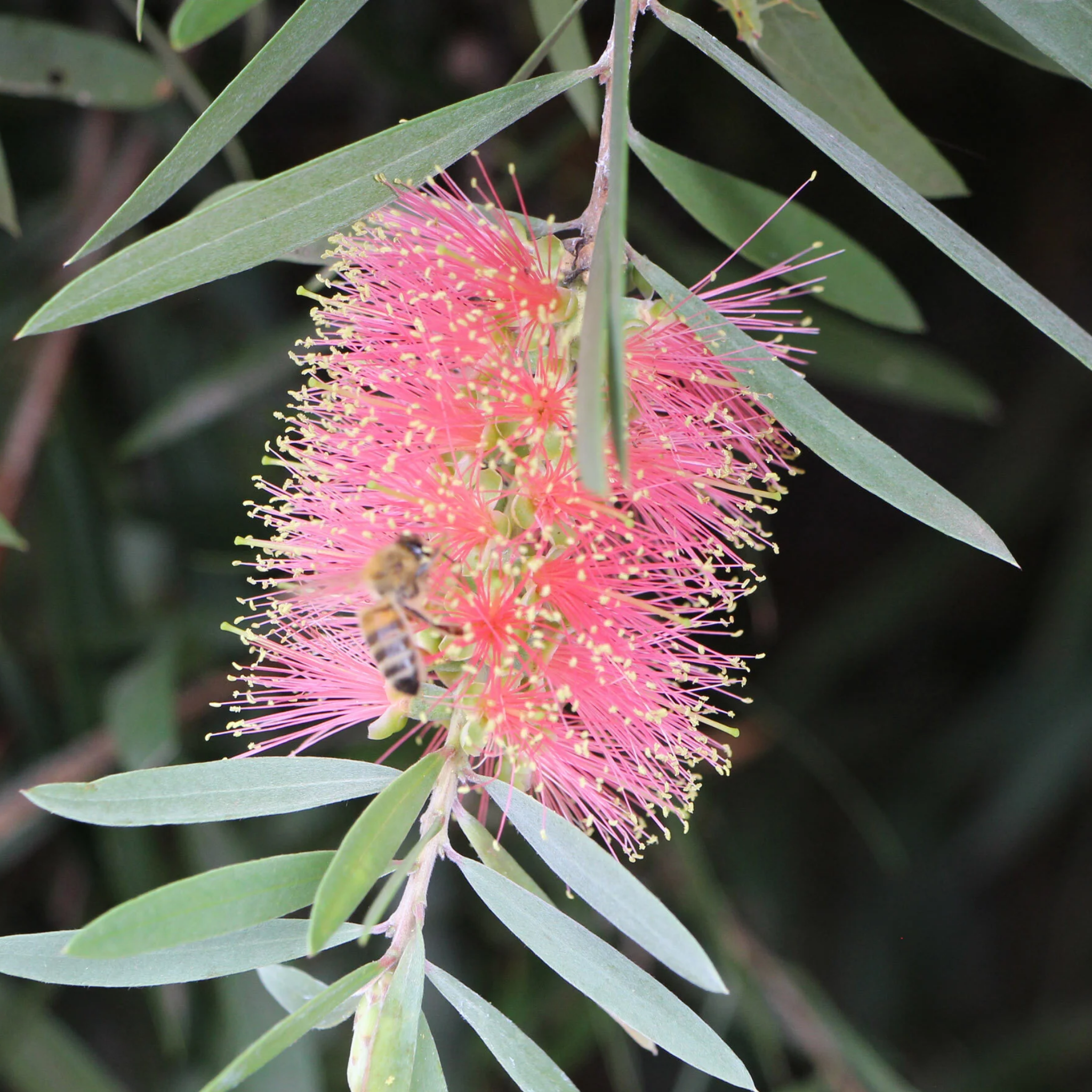 Pink Bottlebrush - Callistemon hybrida 'Injune'