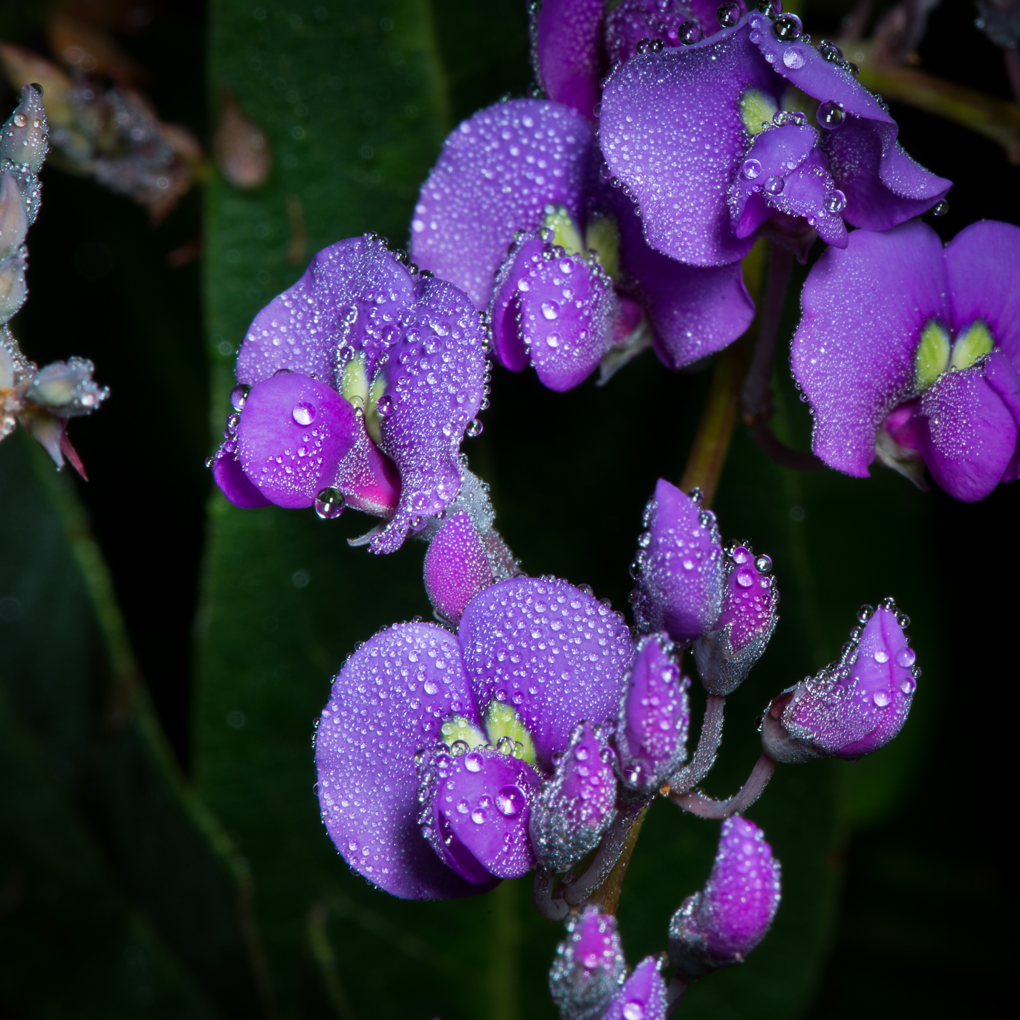 Dwarf Native Wisteria - Hardenbergia violacea 'Mini Haha'