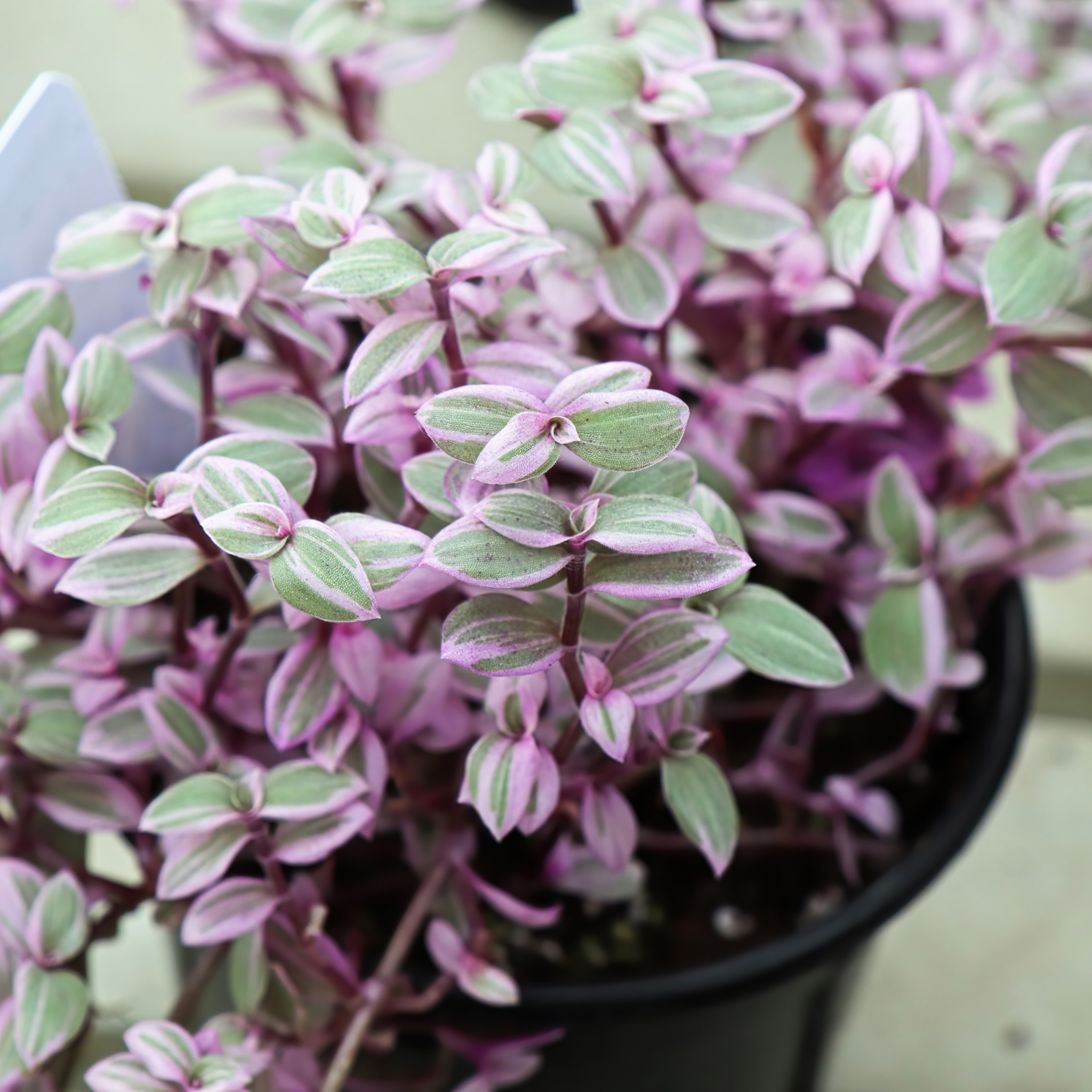 Turtle Vine Pink Panther - Callisia repens Pink Panther