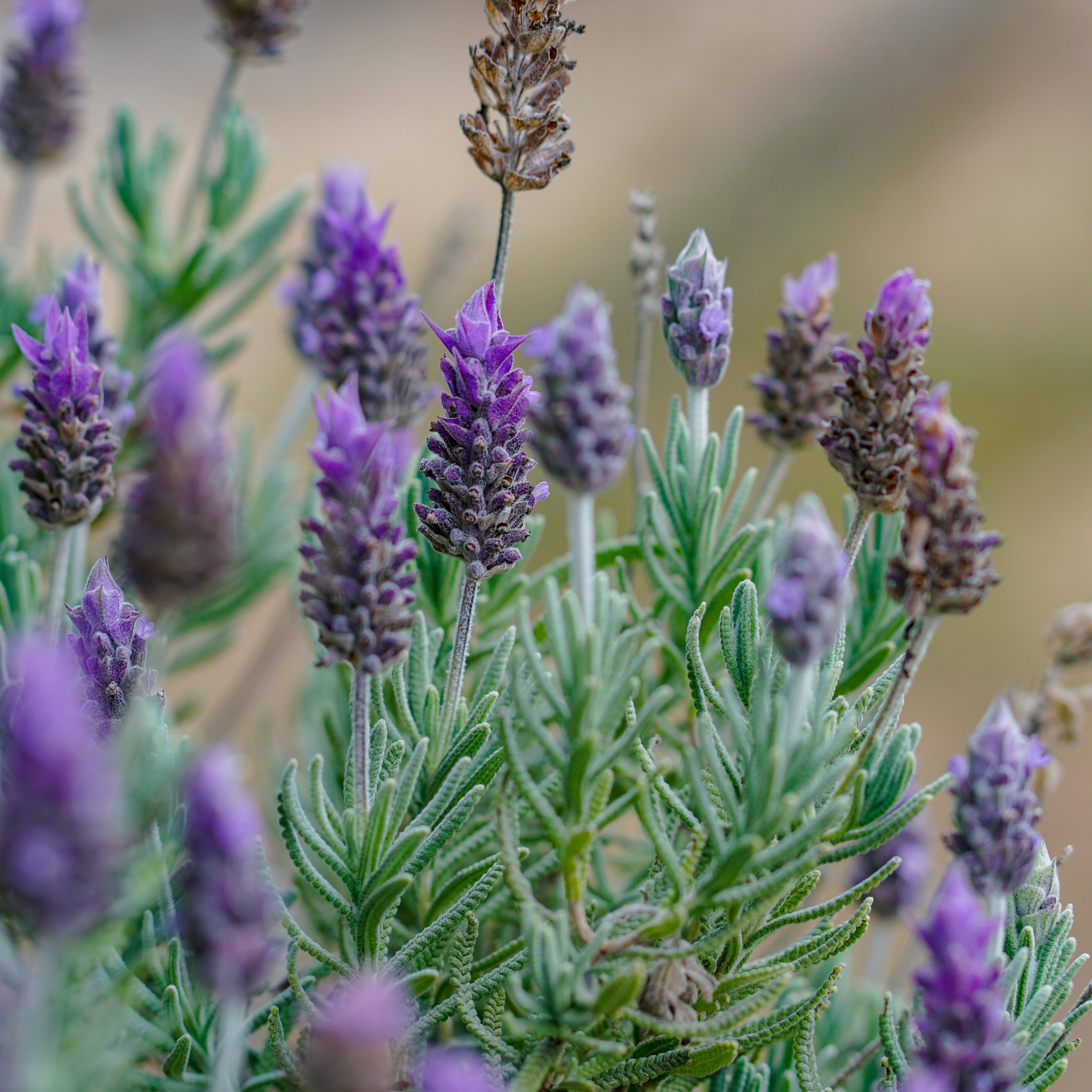 Dwarf French Lavender - Lavandula dentata La Diva Imperial