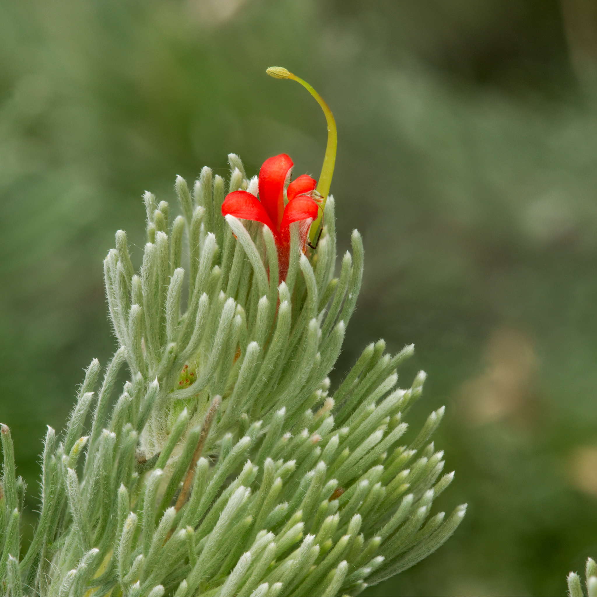 Red flower bud on a green plant with a blurred natural background