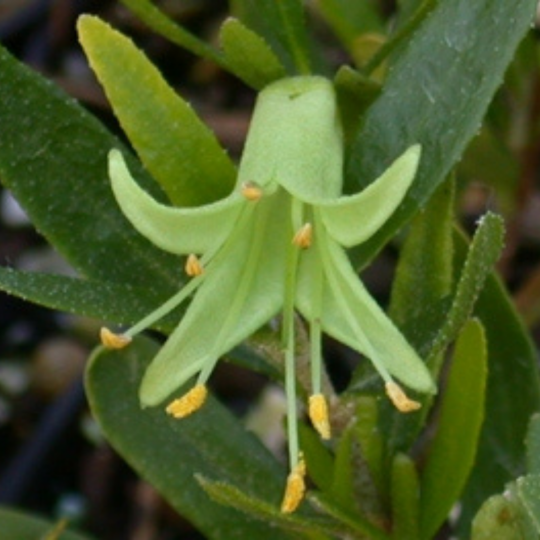 Rock Correa - Correa glabra