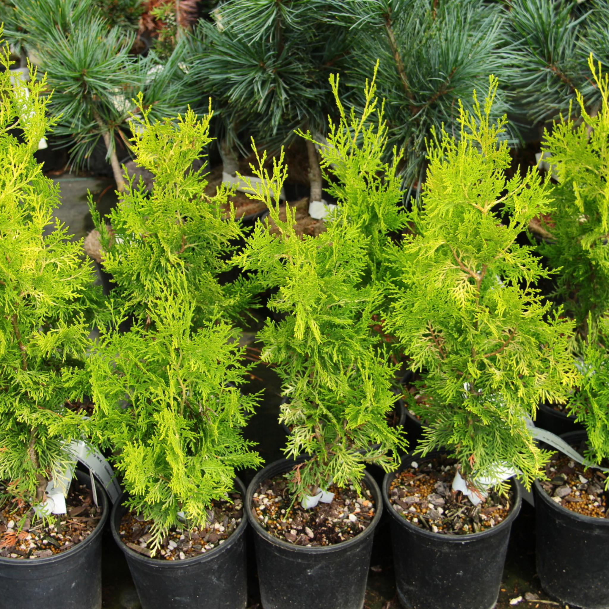 Oriental Arborvitae - Thuja orientalis