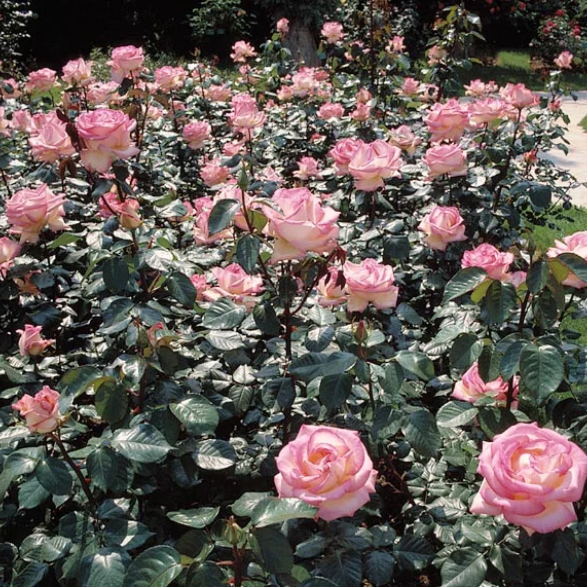 Hybrid Tea Rose - Rosa Princesse Charlene de Monaco