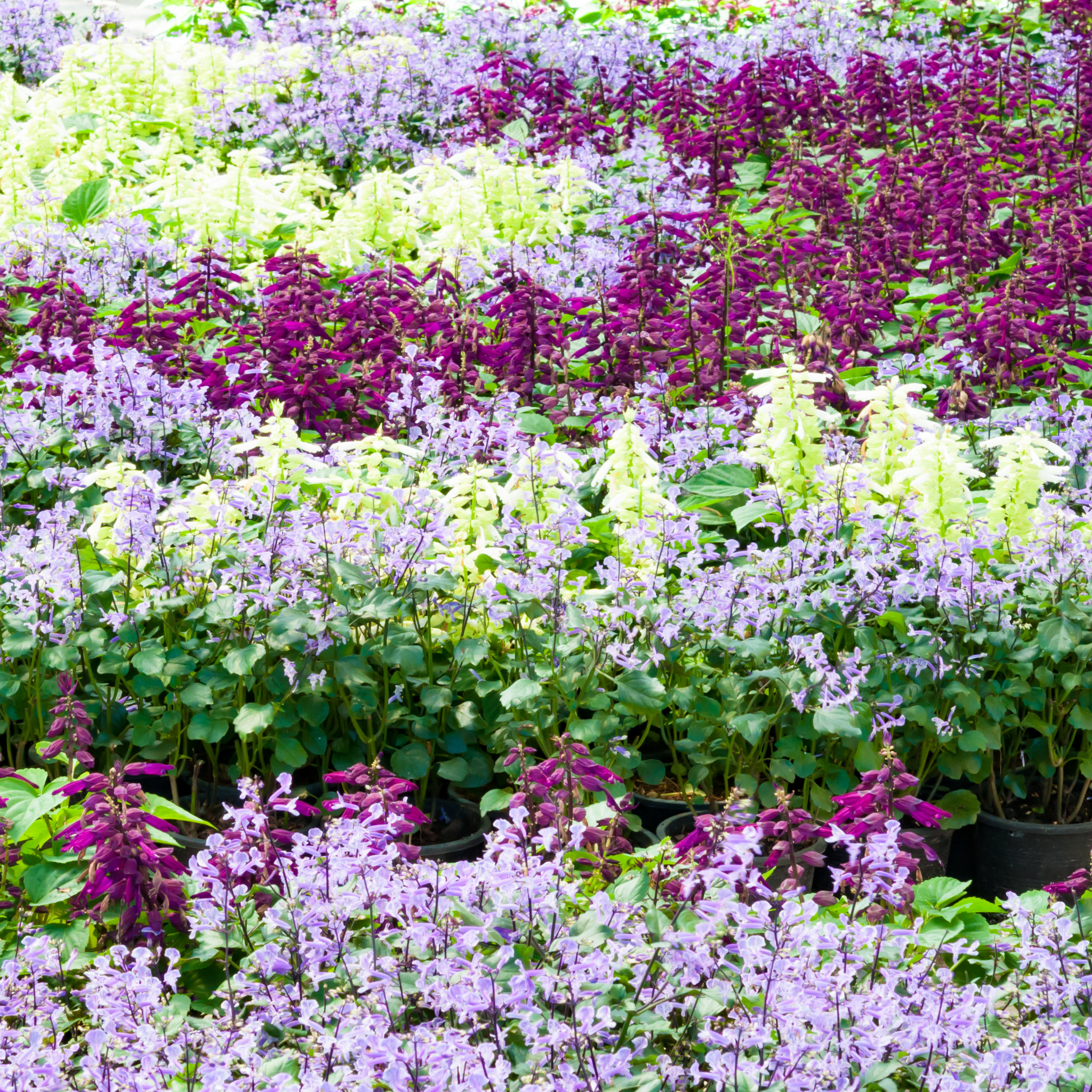 Mona Lavender Spur Flower - Plectranthus hybrida Mona Lavender PBR