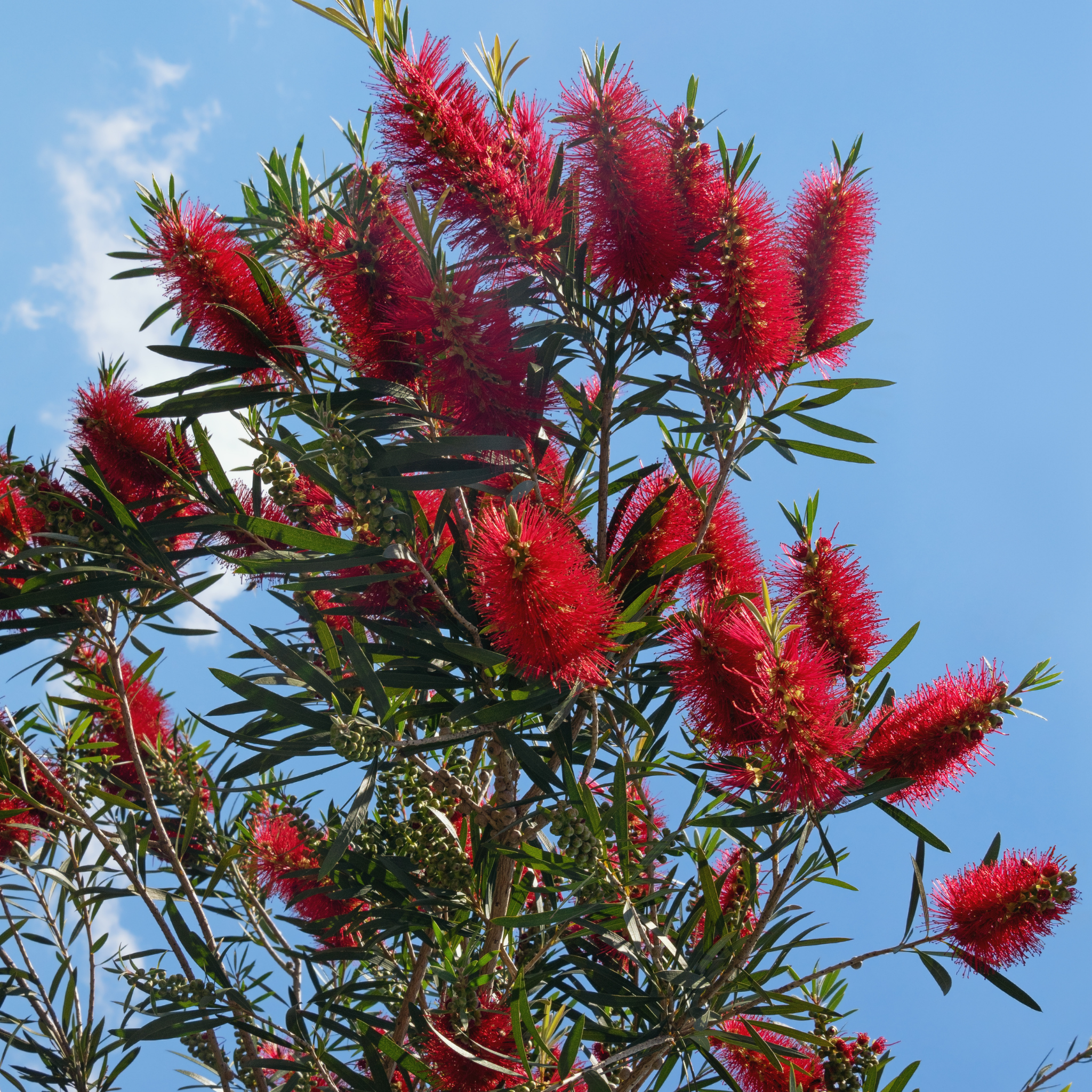 Captian Cook Bottlebrush - Callistemon viminalis 'Captain Cook'