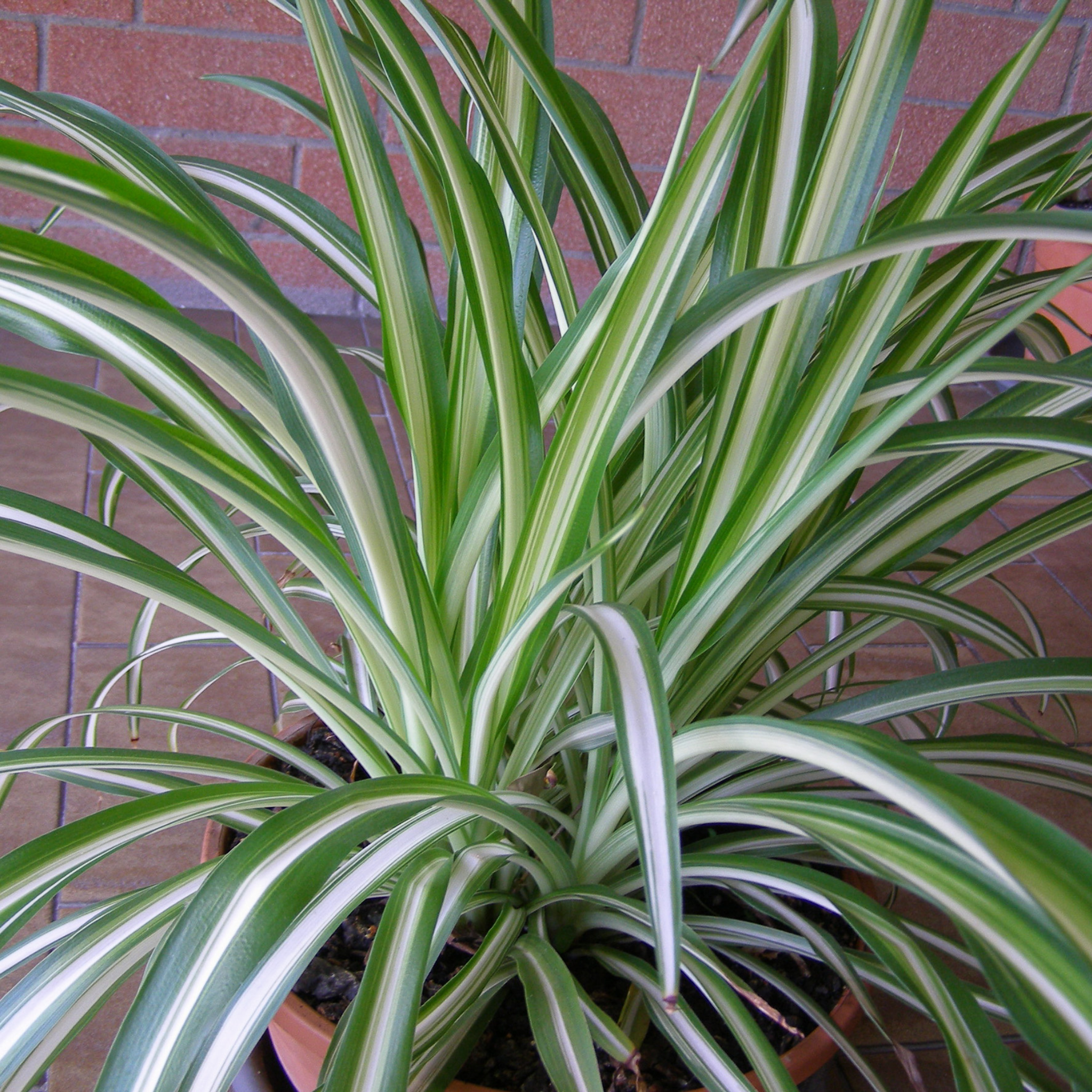 Potted spider plant with green and white leaves against a brick wall.