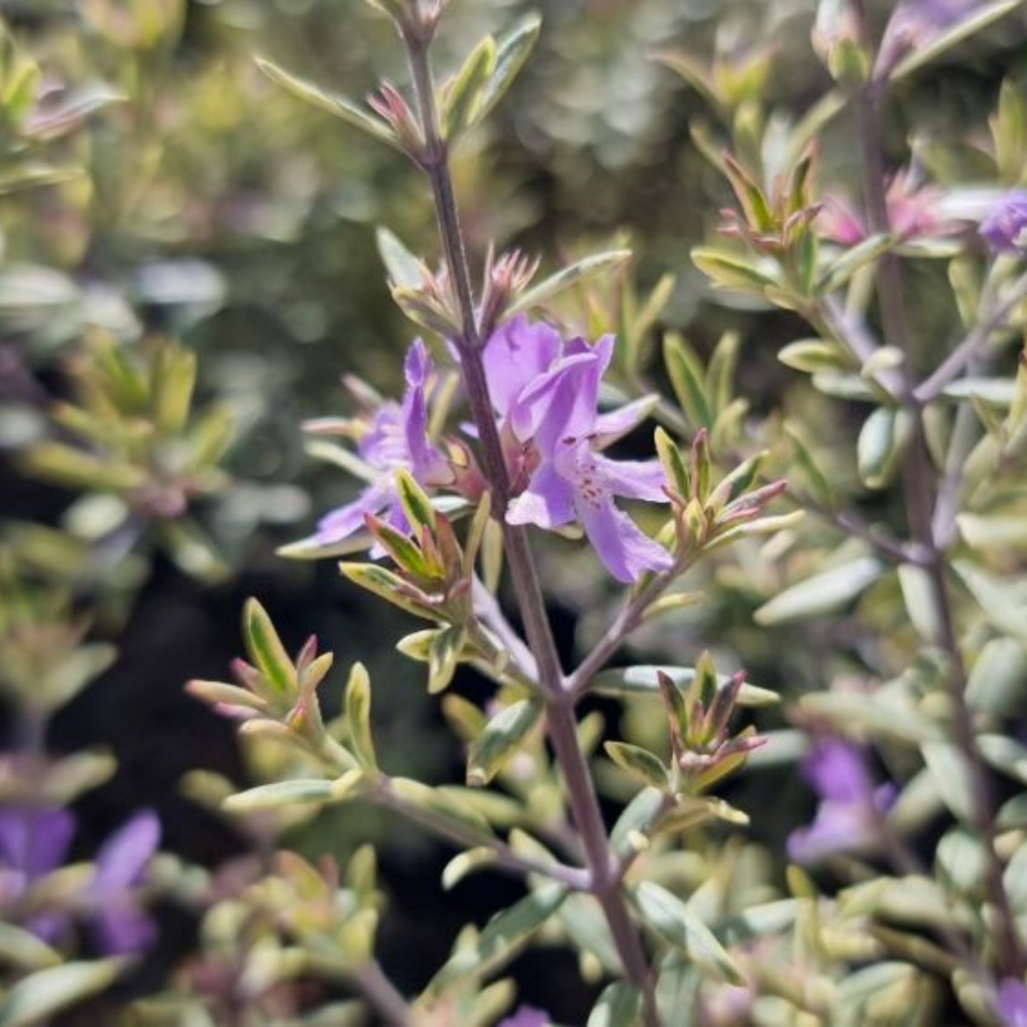 Westringia Lilac and Lace - Westringia brevifolia raleighii 'Lilac And Lace'