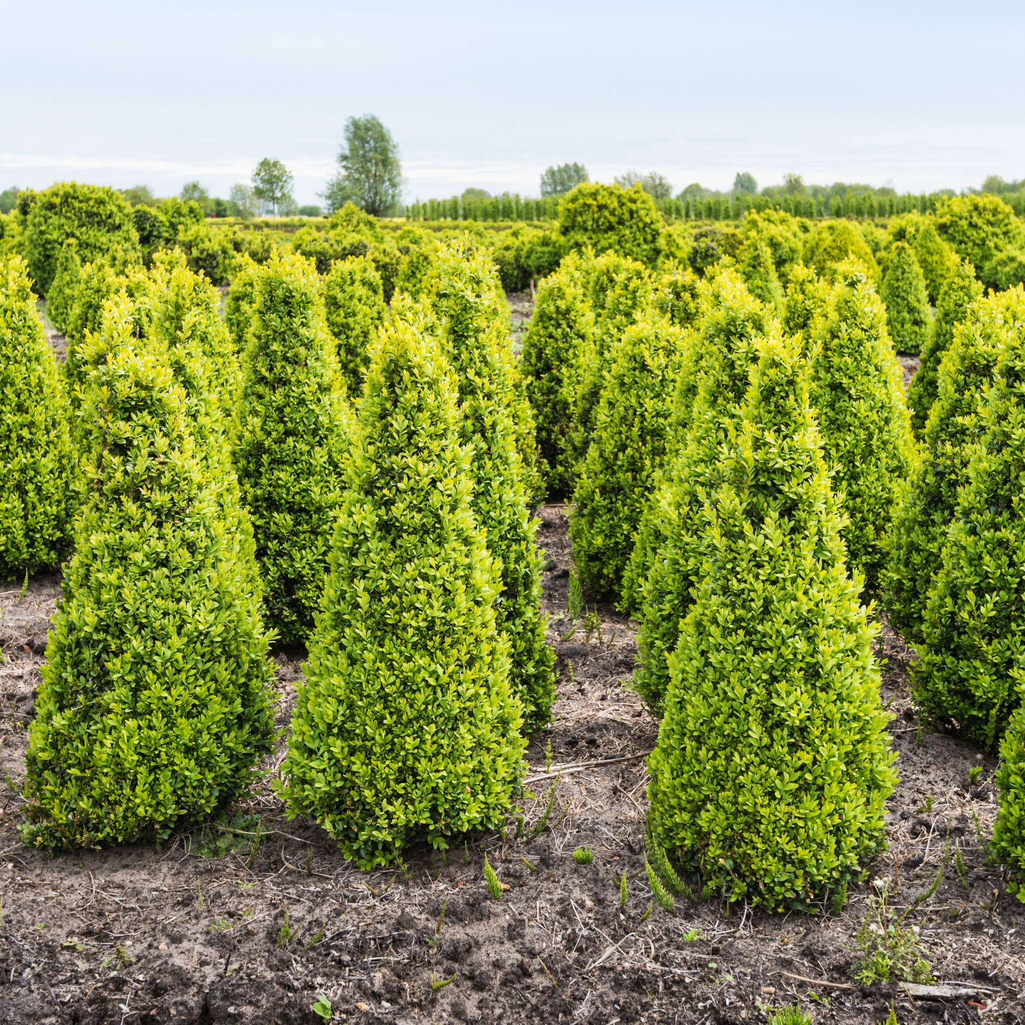 Row of young conifer trees in a field with a clear sky.