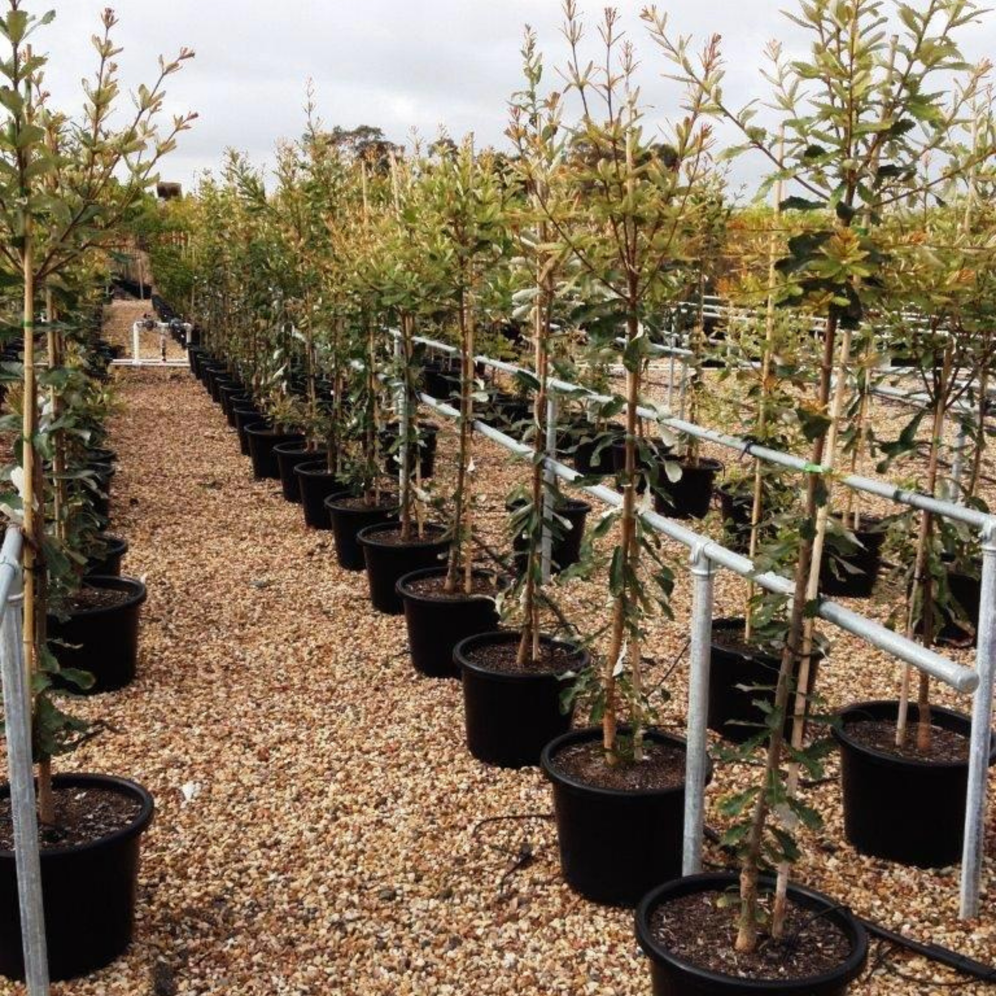Row of potted trees in a nursery setting
