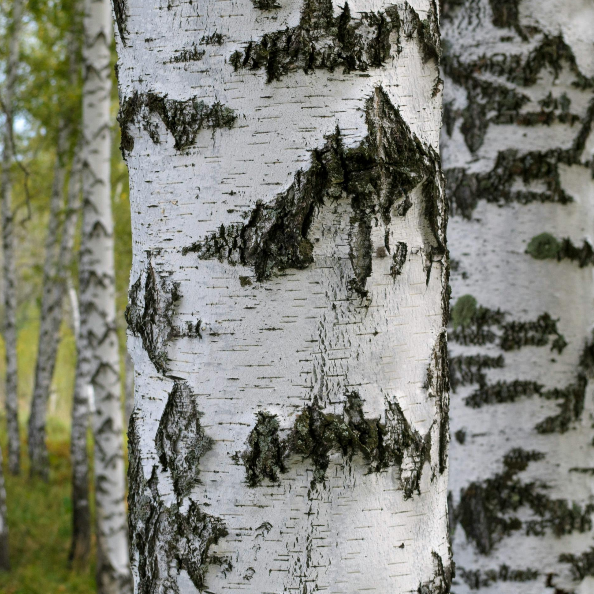 Close-up of a birch tree trunk with a blurred forest background