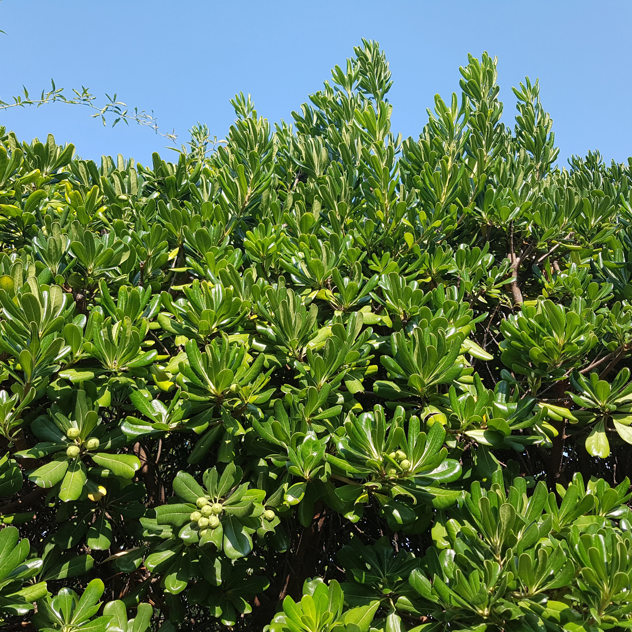 Green foliage against a clear blue sky