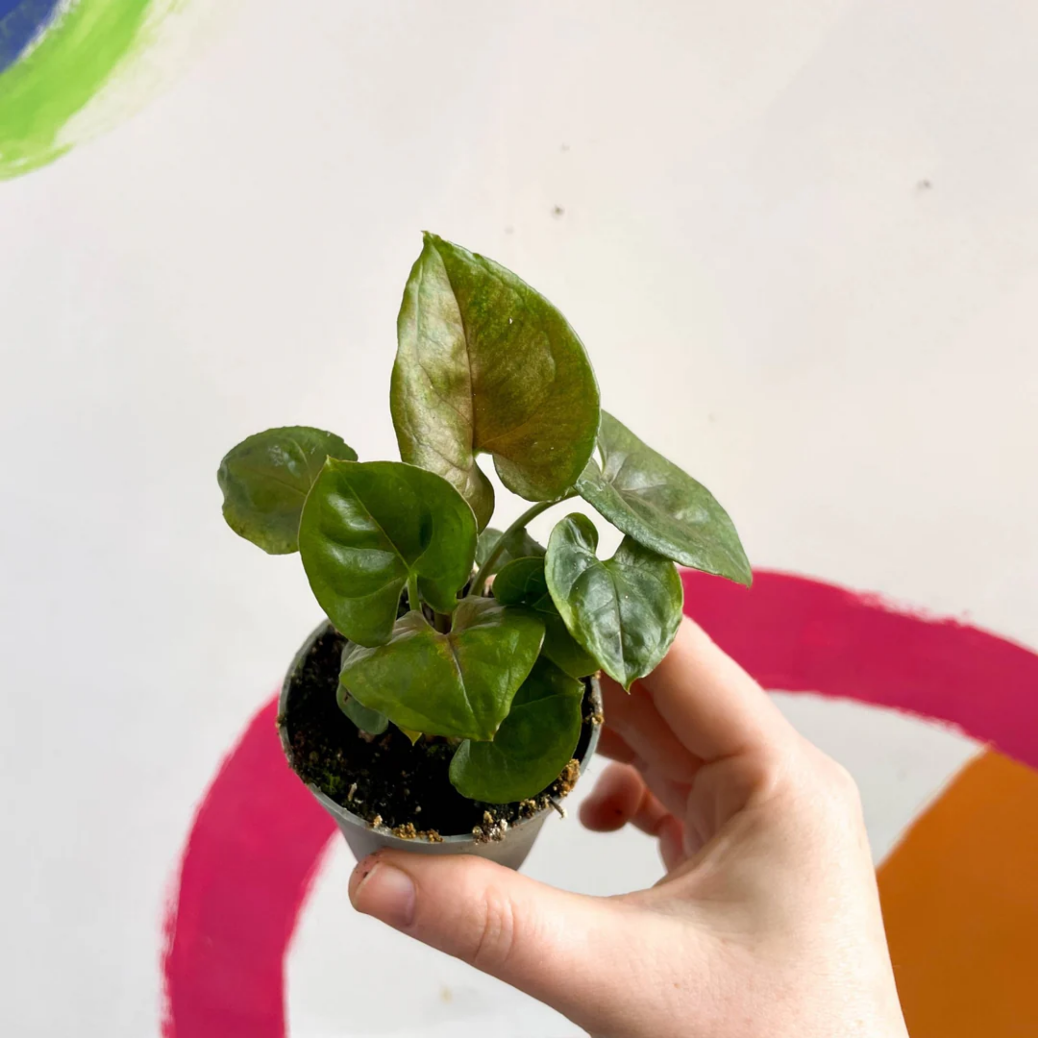 Bronze Syngonium - Syngonium podophyllum ‘Maria’ Arrowhead Plant