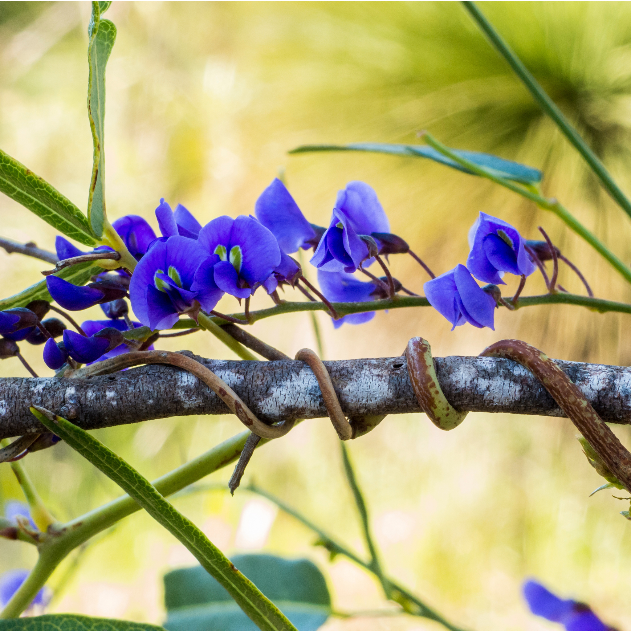 Native Wisteria Bliss - Hardenbergia violacea 'Bliss'