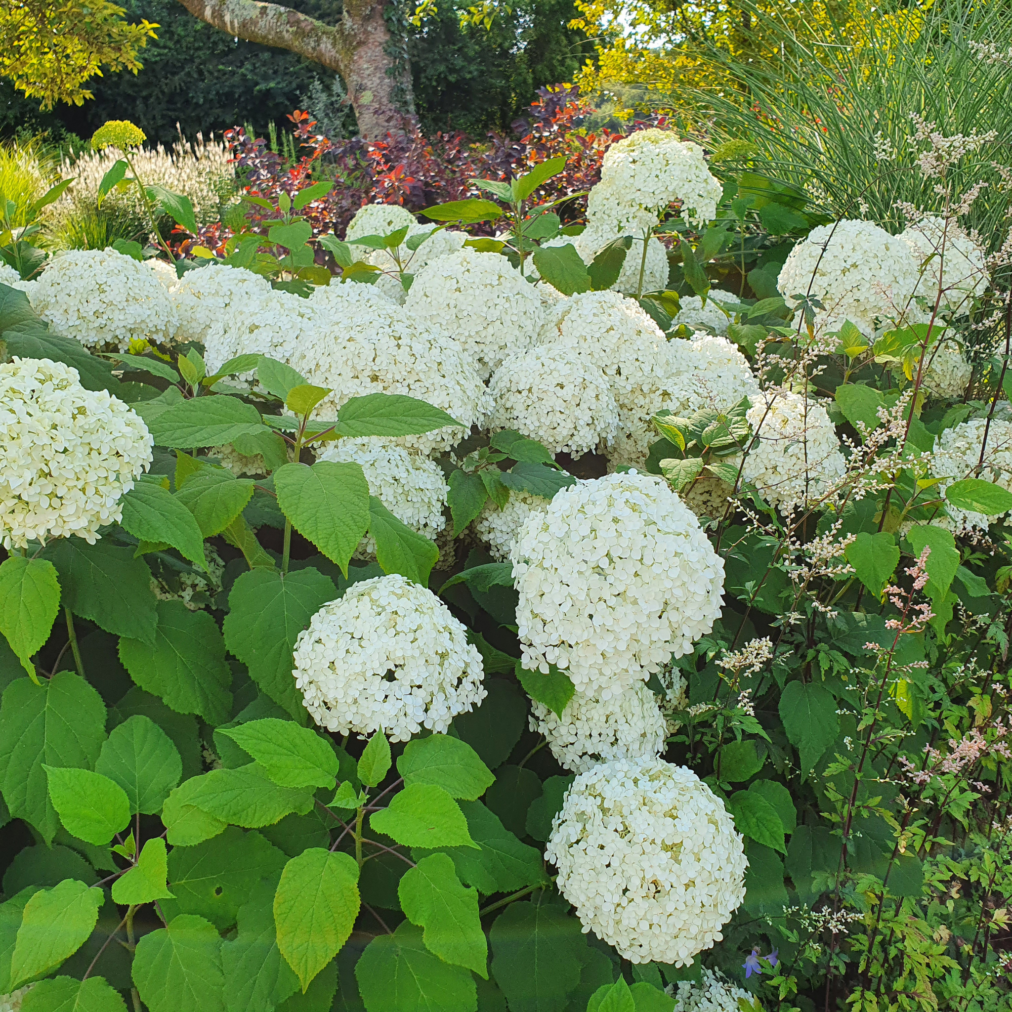 Hydrangea arborescens 'Annabelle' – Smooth Hydrangea