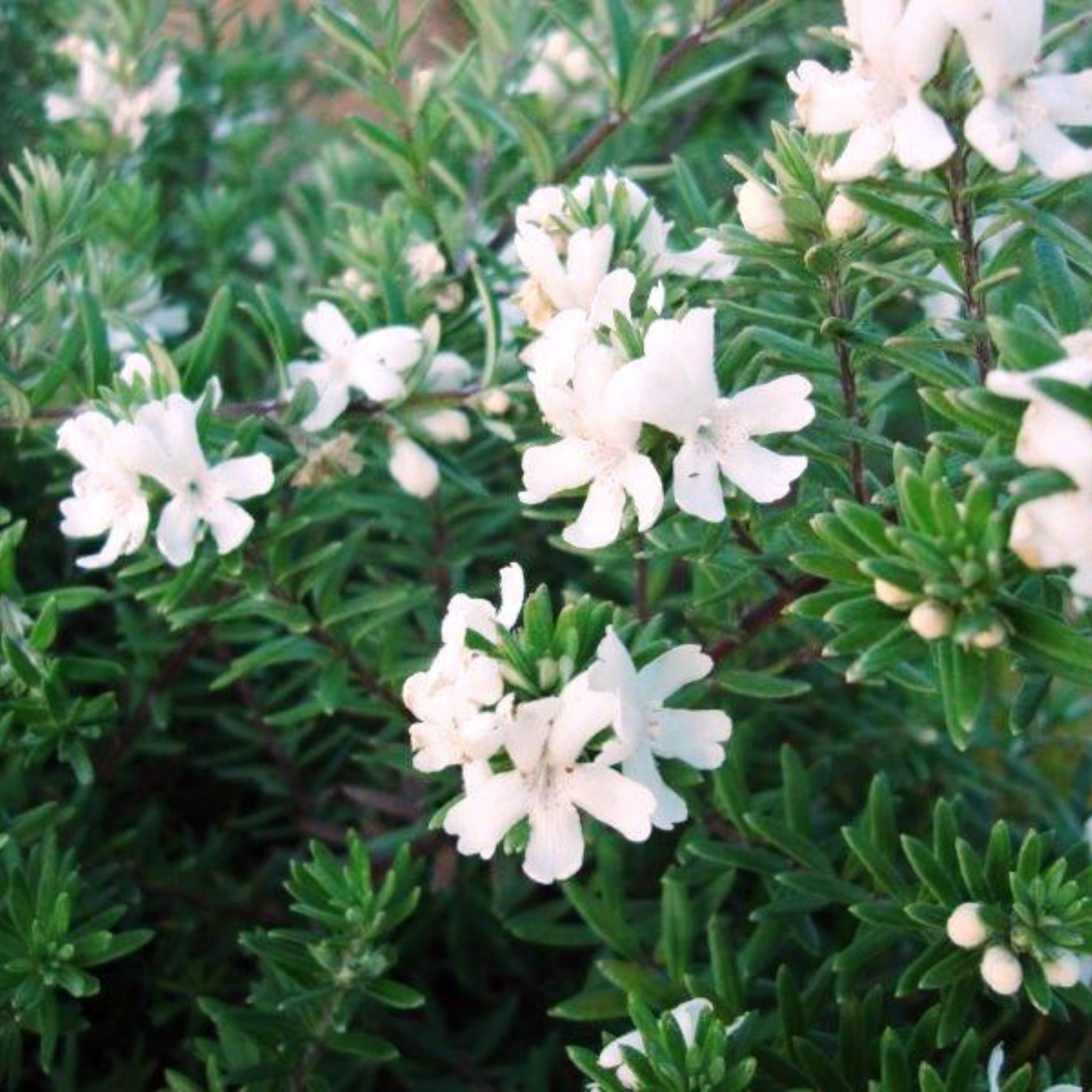 Mundi Native Rosemary - Westringia fruticosa Mundi