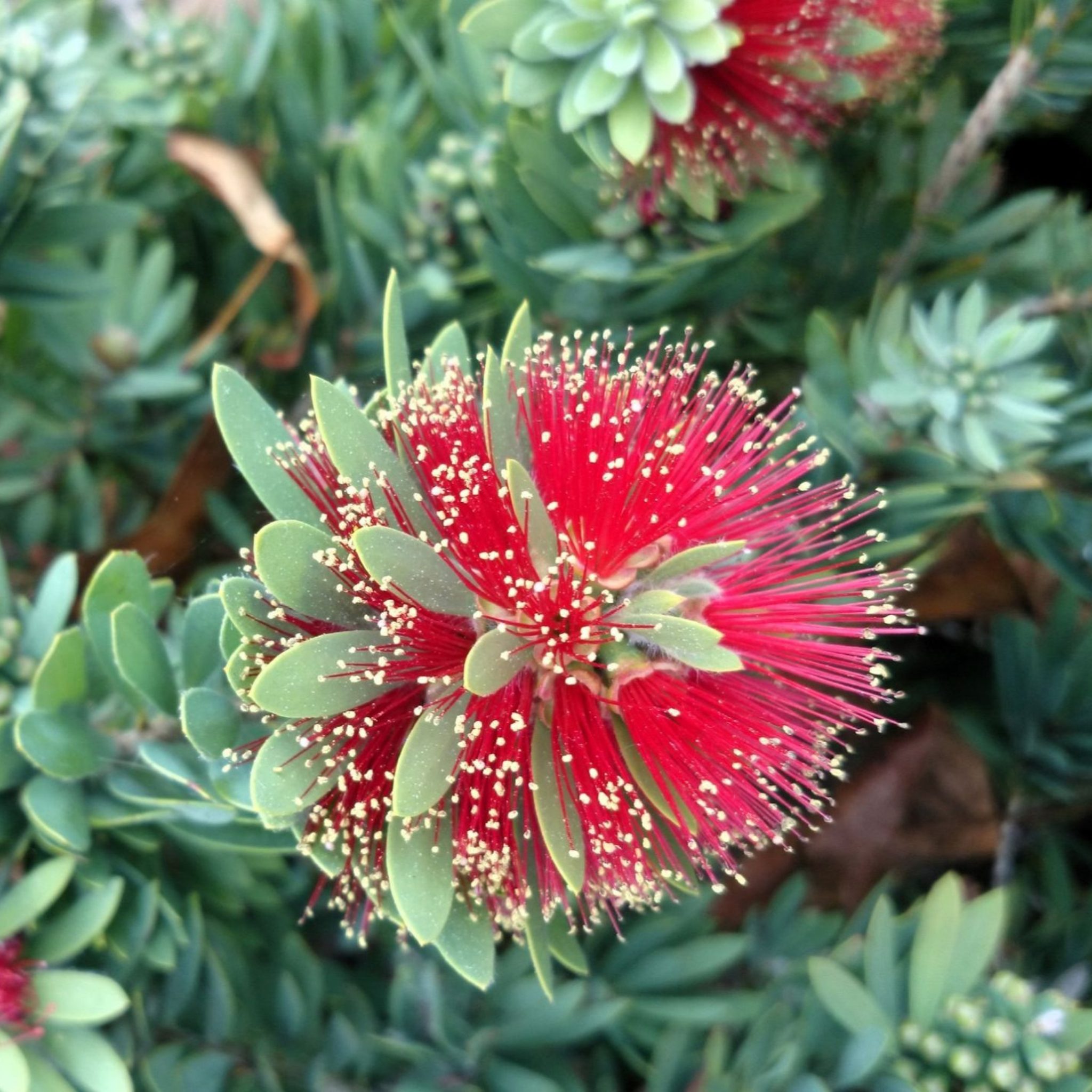 Dwarf Bottlebrush Little John - Callistemon viminalis 'Little John'