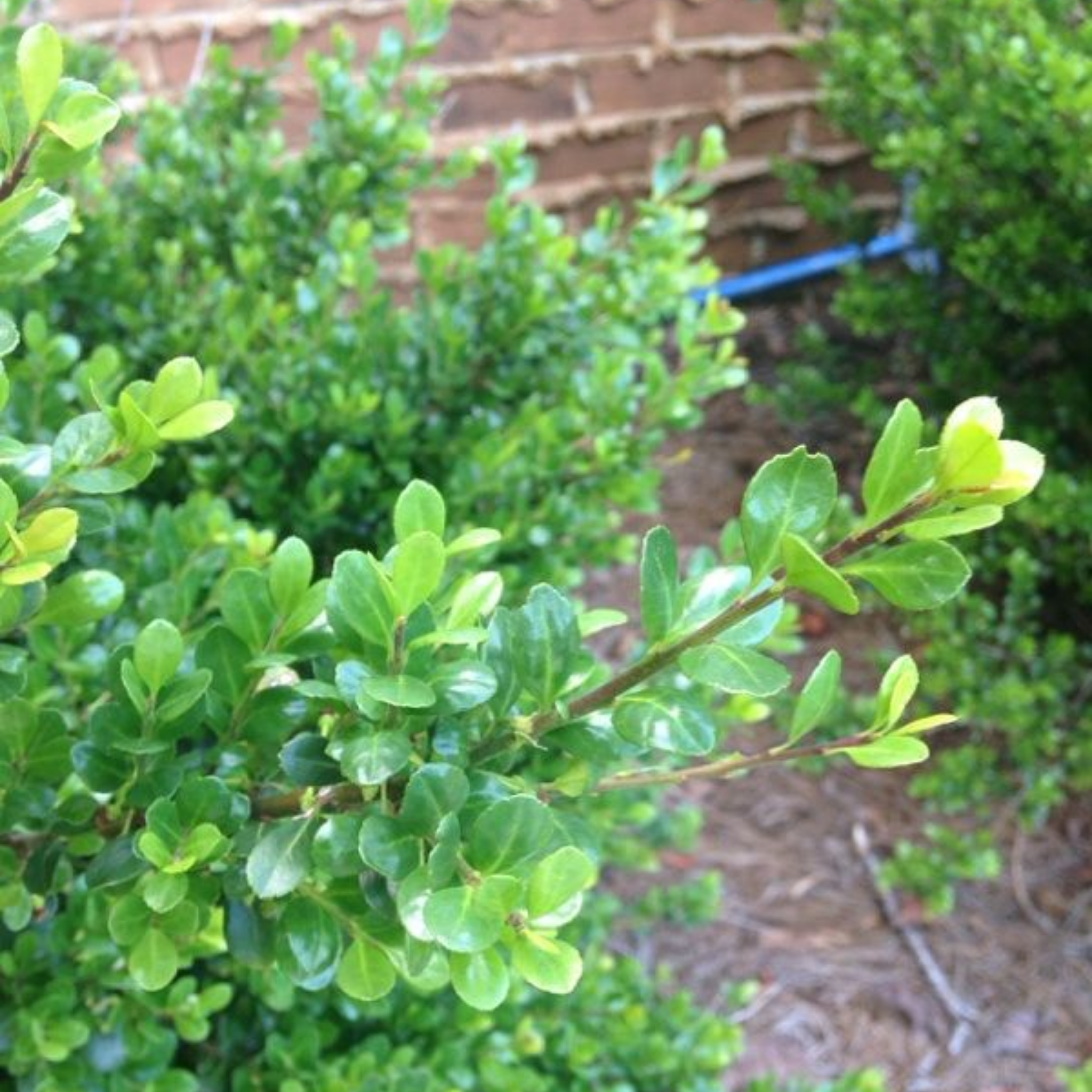Close-up of green leaves with a blurred background