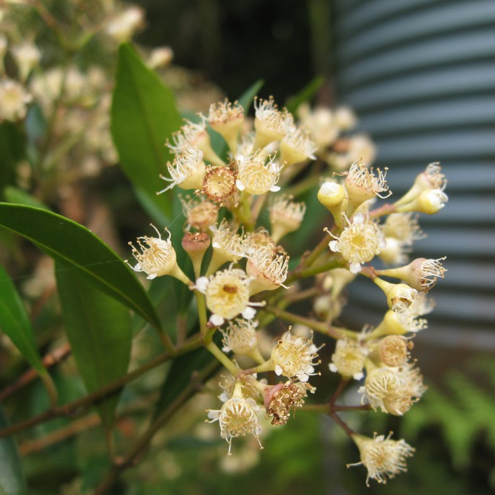 Close-up of a cluster of small white flowers with green leaves on a blurred background