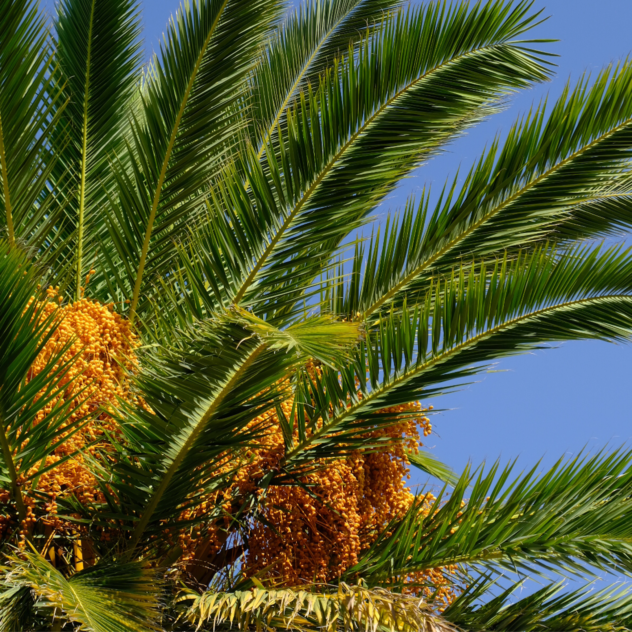 Close-up of a palm tree with green leaves and yellow fruits against a clear blue sky.