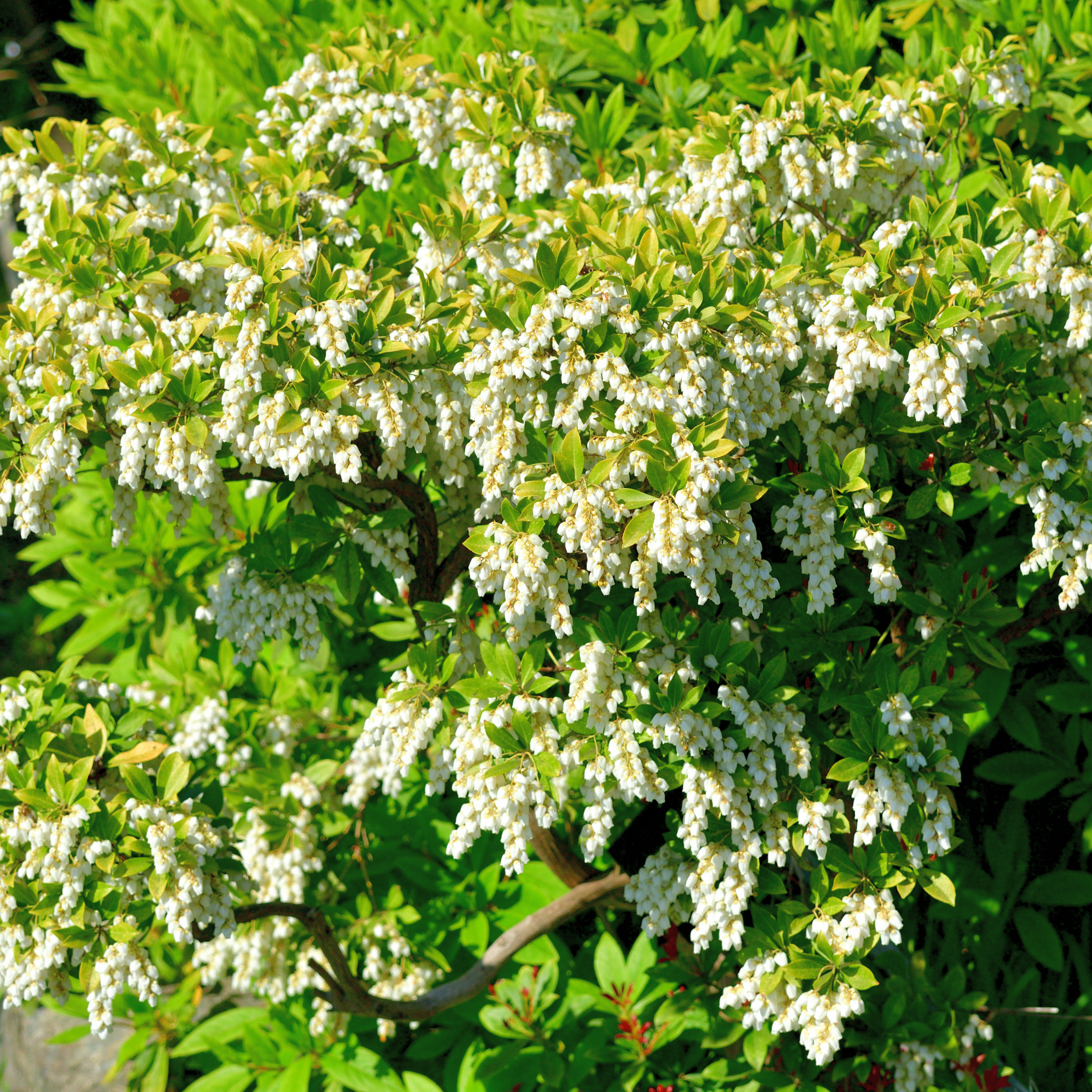 Temple Bells Japanese Andromeda - Pieris japonica Temple Bells