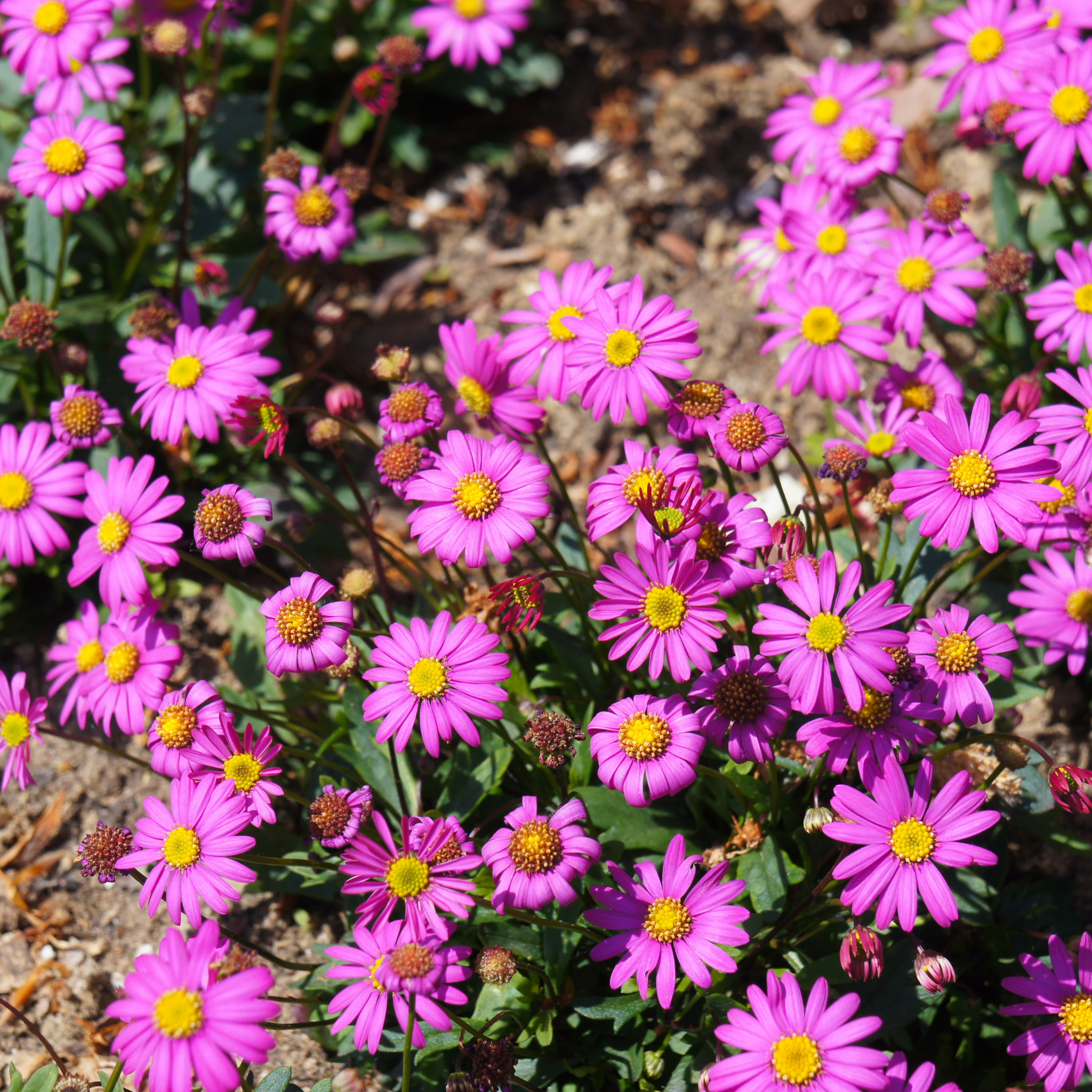 Stiff Daisy Fresco Candy - Brachyscome angustifolia 'Fresco Candy'