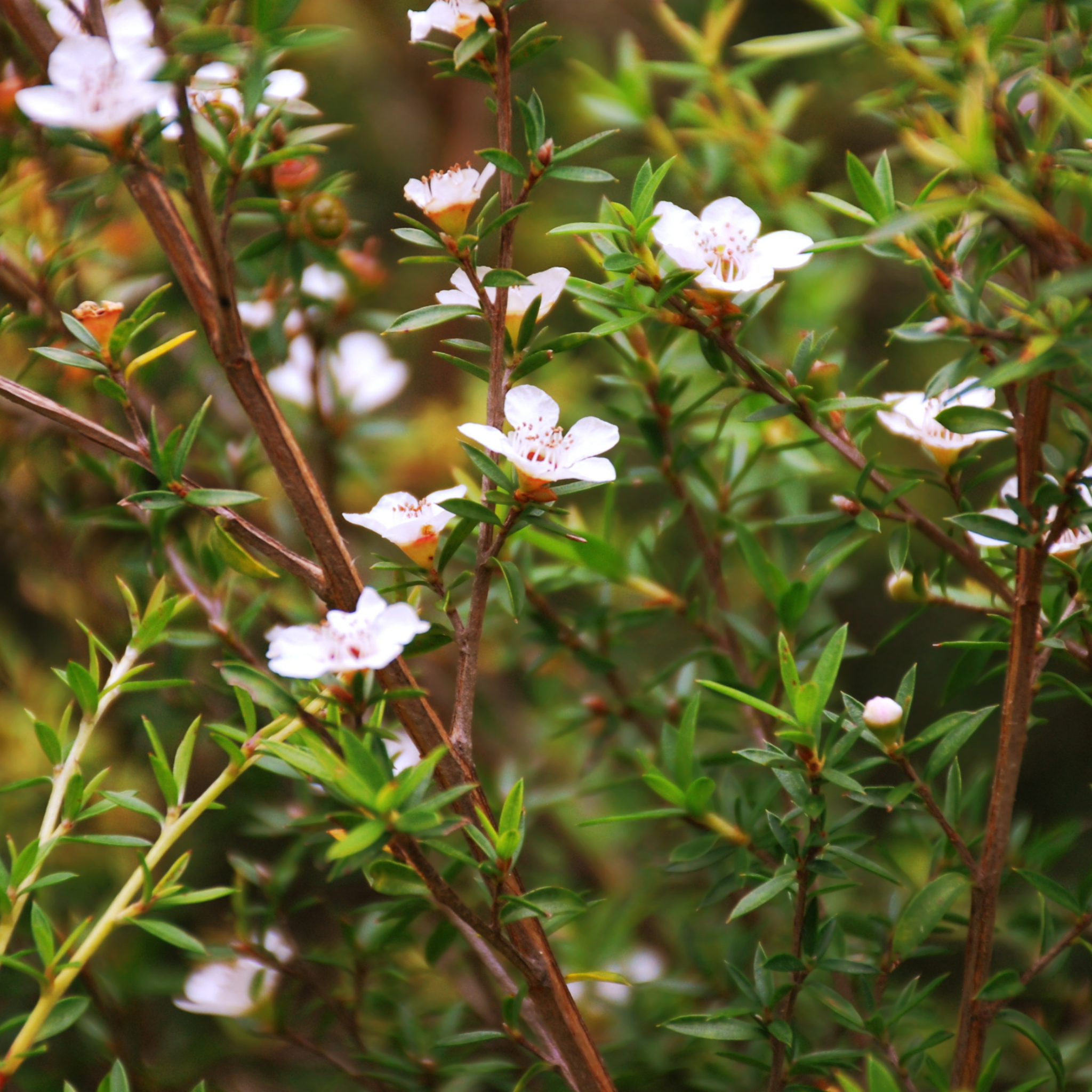 Lemon Scented Tea Tree - Leptospermum petersonii Copper Glow