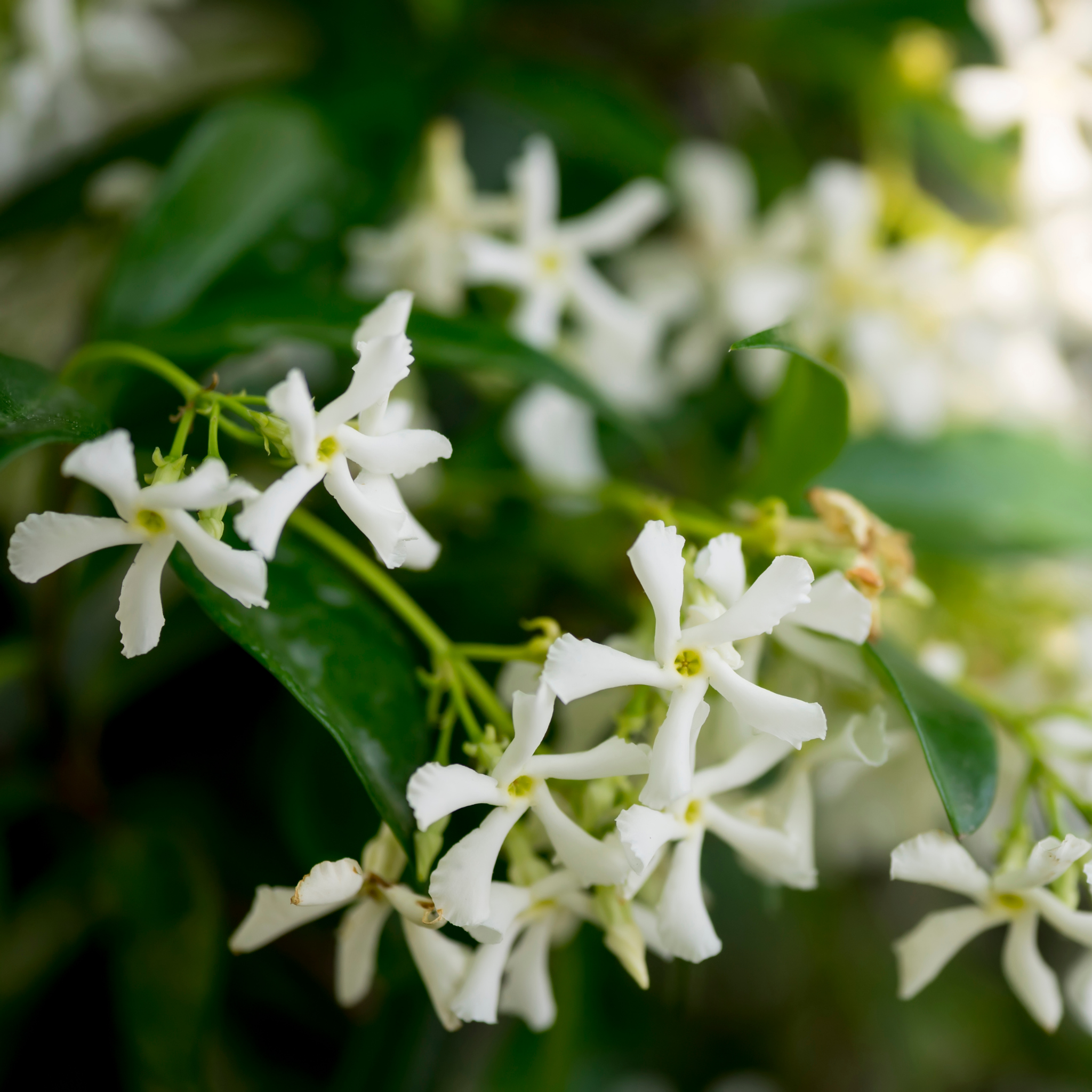 Japanese Star Jasmine - Trachelospermum asiaticum