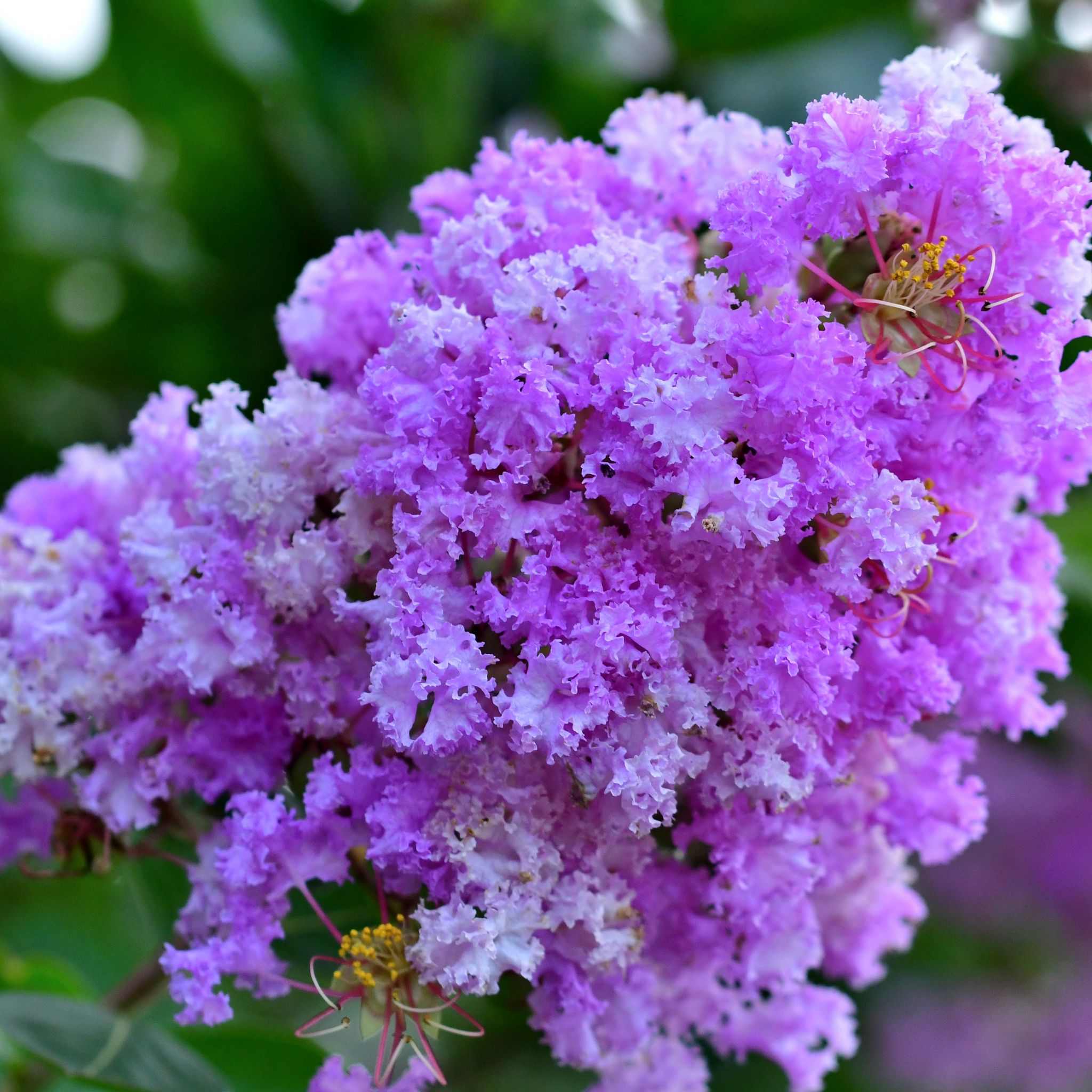 Purple Crepe Myrtle - Lagerstroemia indica fauriei Lipan