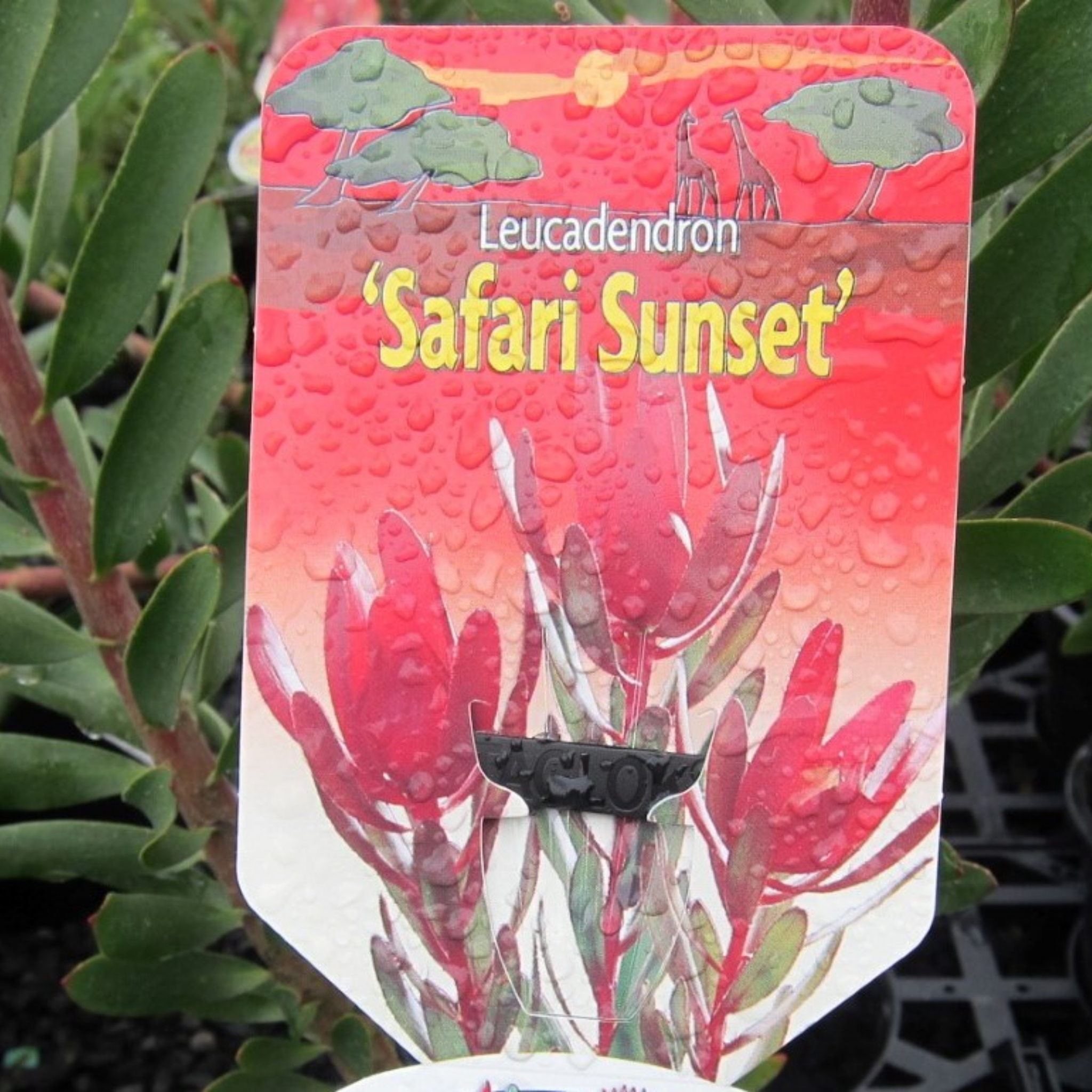 Safari Sunset Conebush - Leucadendron laureolum Safari Sunset