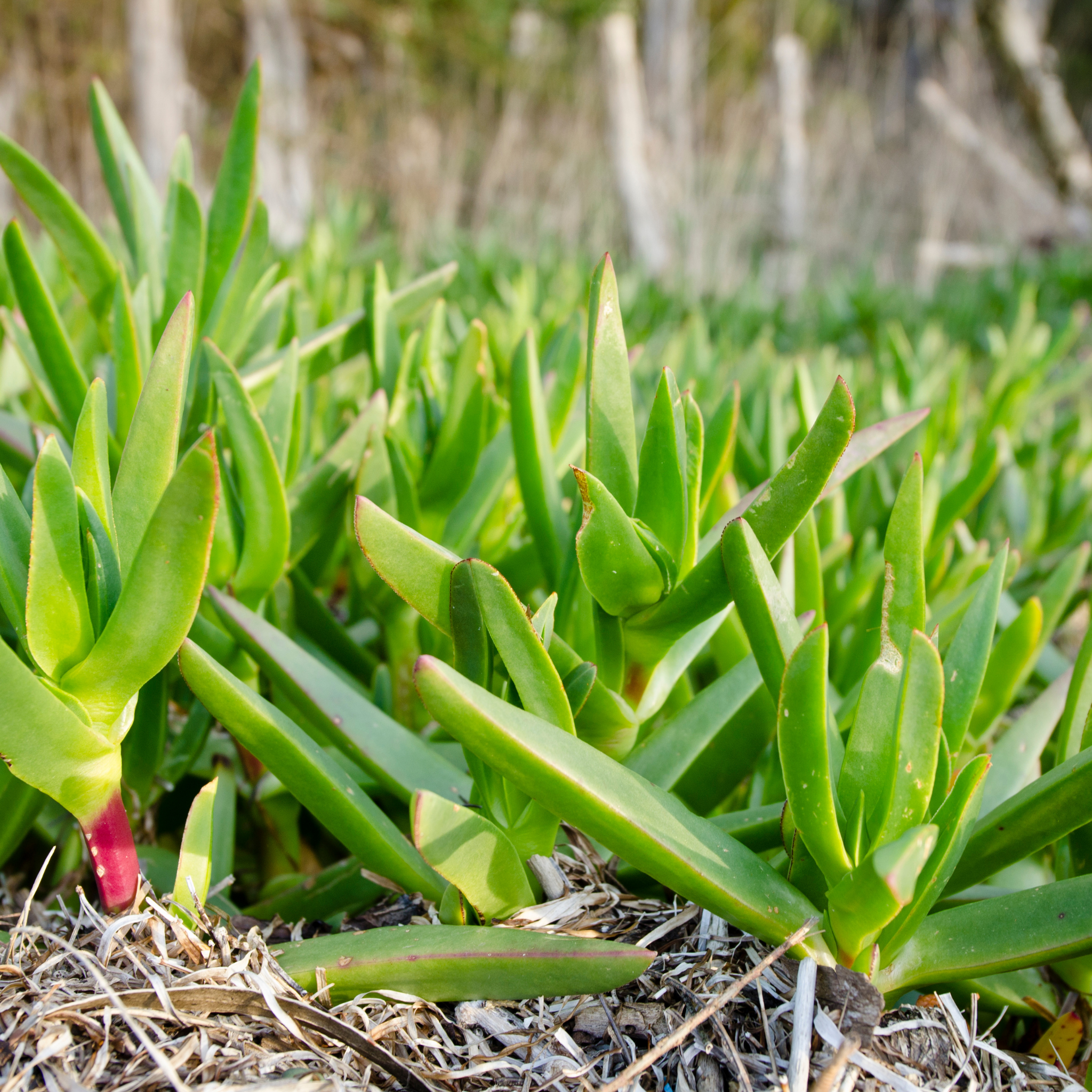 Native Pigface - Carpobrotus rossii