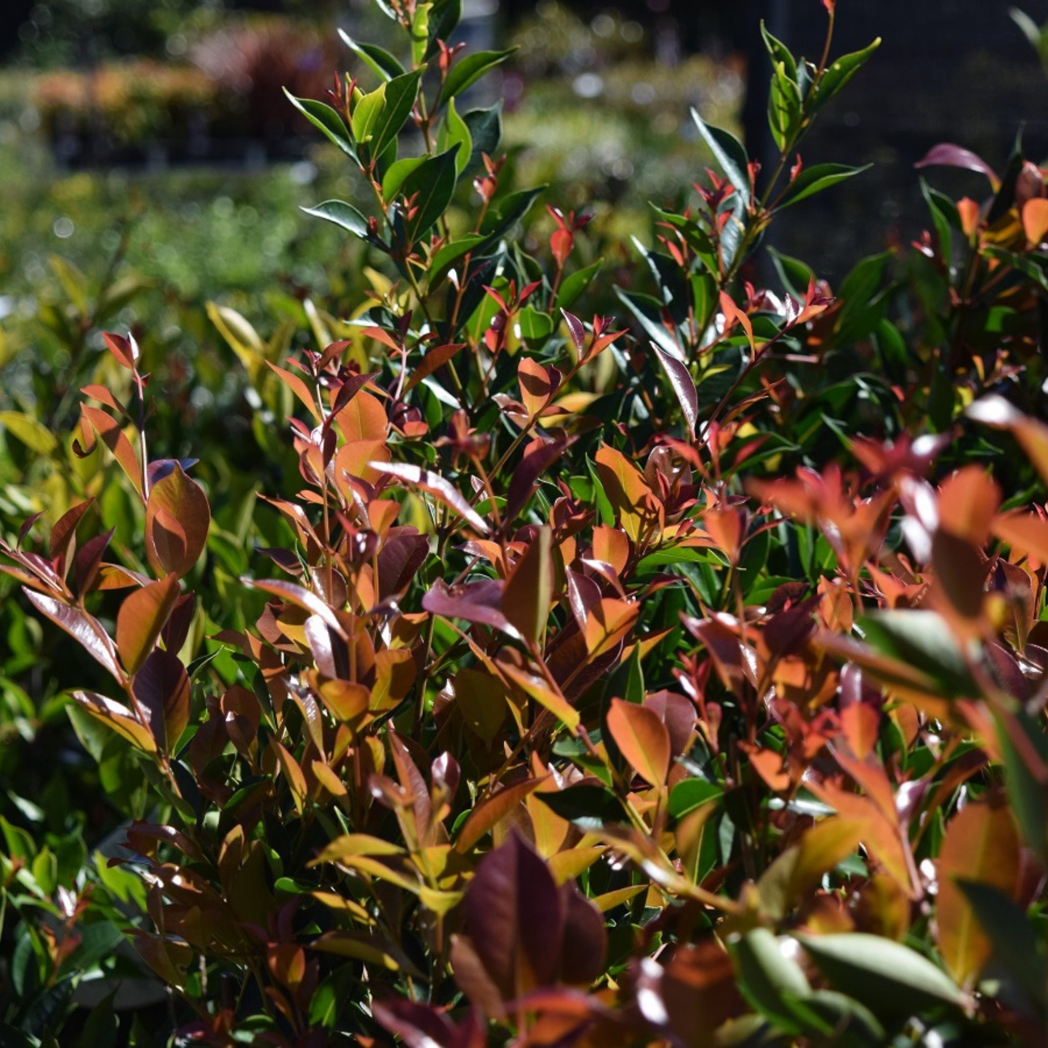 A fast growing Australian native lilly pilly with dense foliage and striking copper red new growth, ideal for formal hedging and screening.