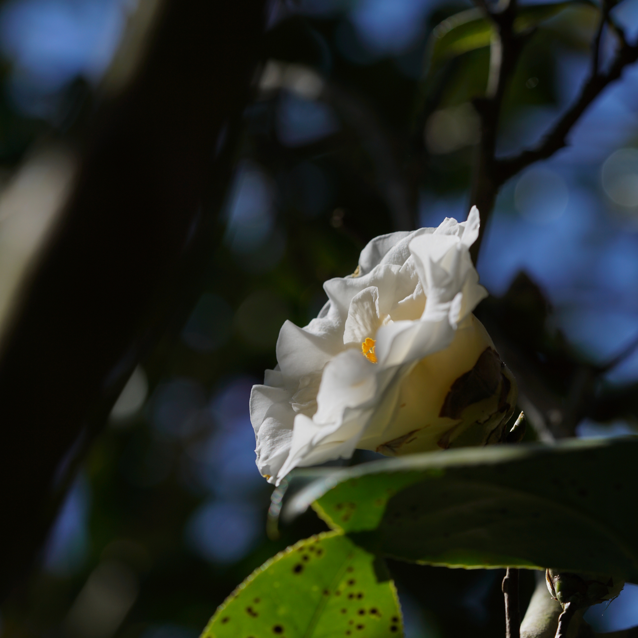 Camellia Compact Paradise White - Camellia sasanqua 'Paradise Petite White'