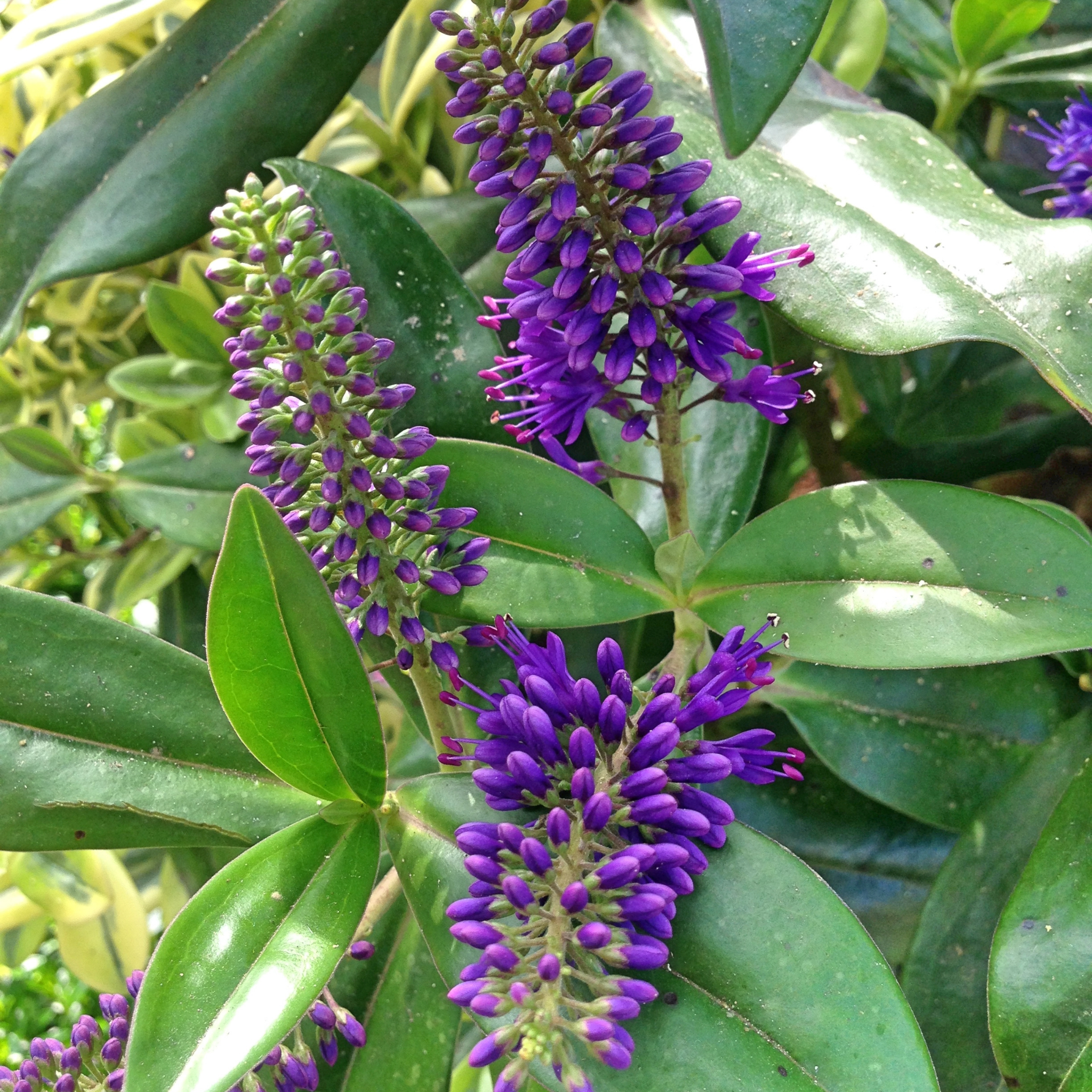 Hebe hybrida Heebie Jeebies