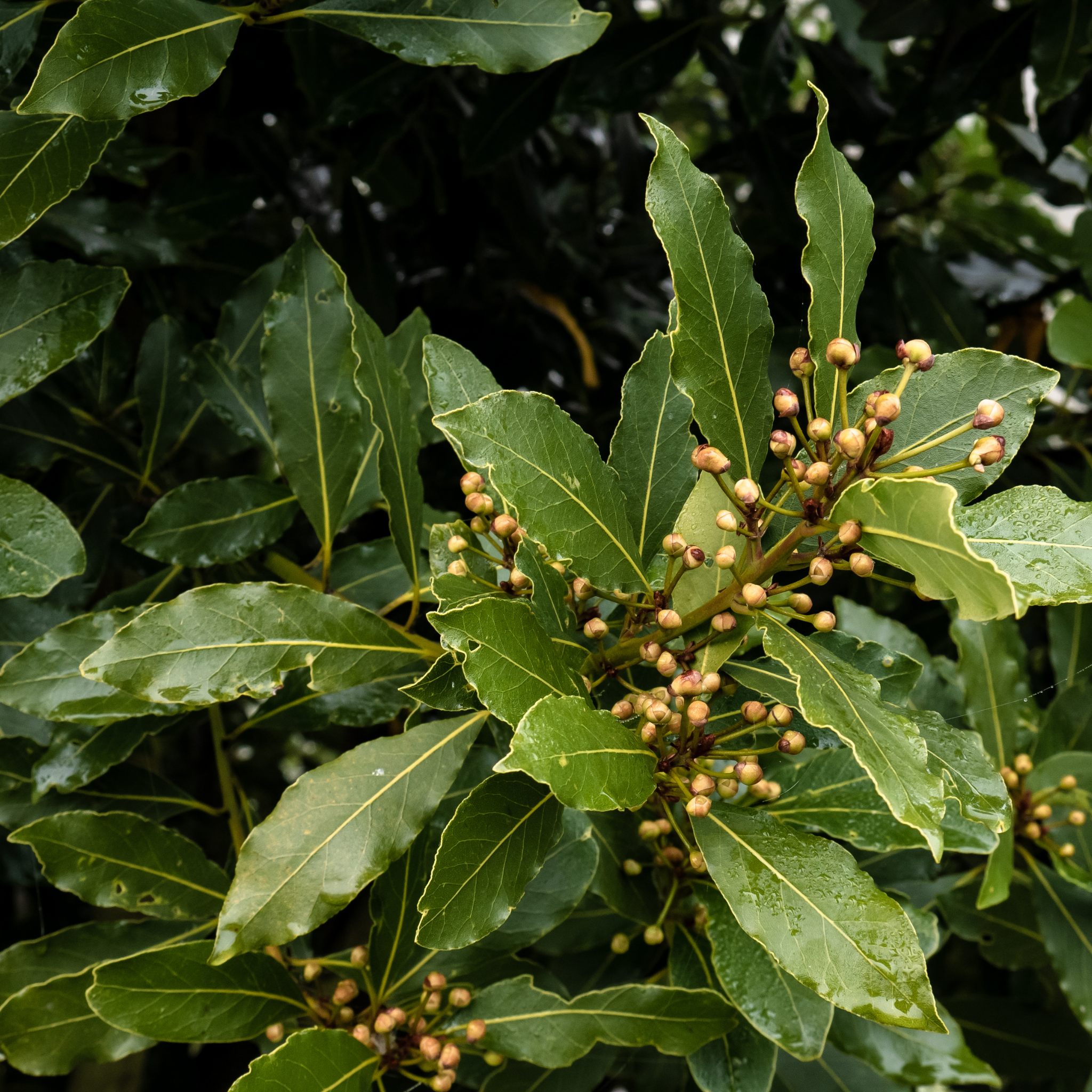 Compact Bay Laurel Tree - Laurus nobilis Flavour Master