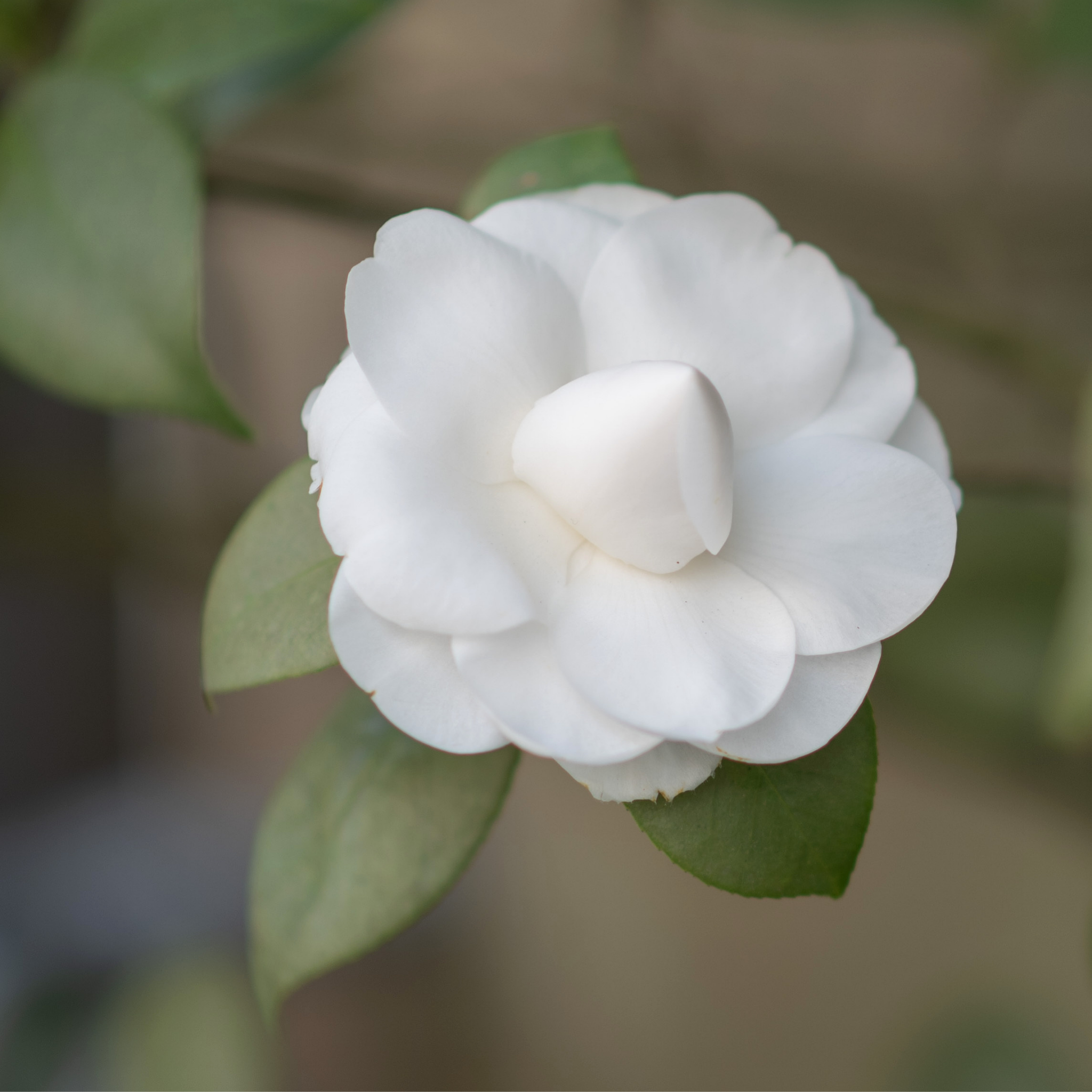 Camellia japonica Lovelight