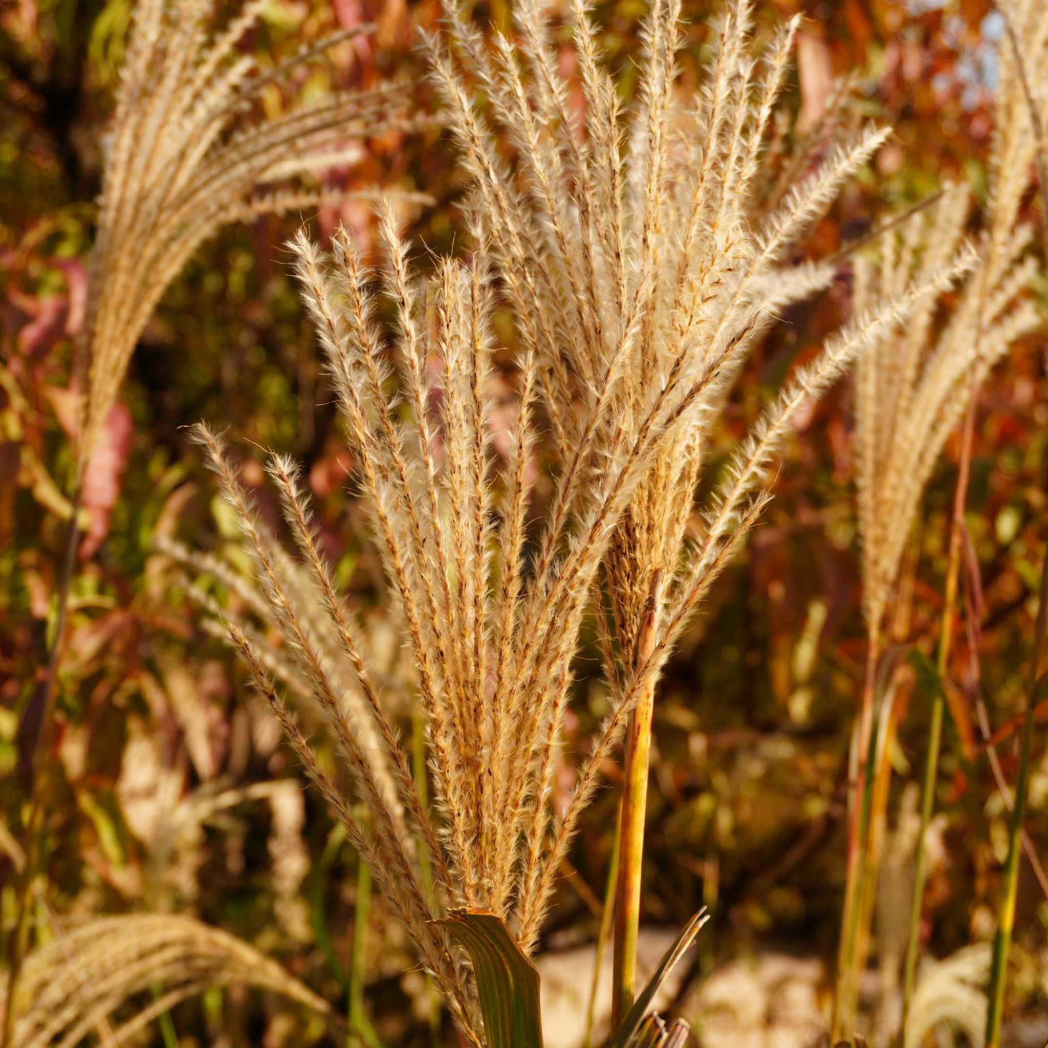 Chinese Silver Grass - Miscanthus sinensis Sarabande