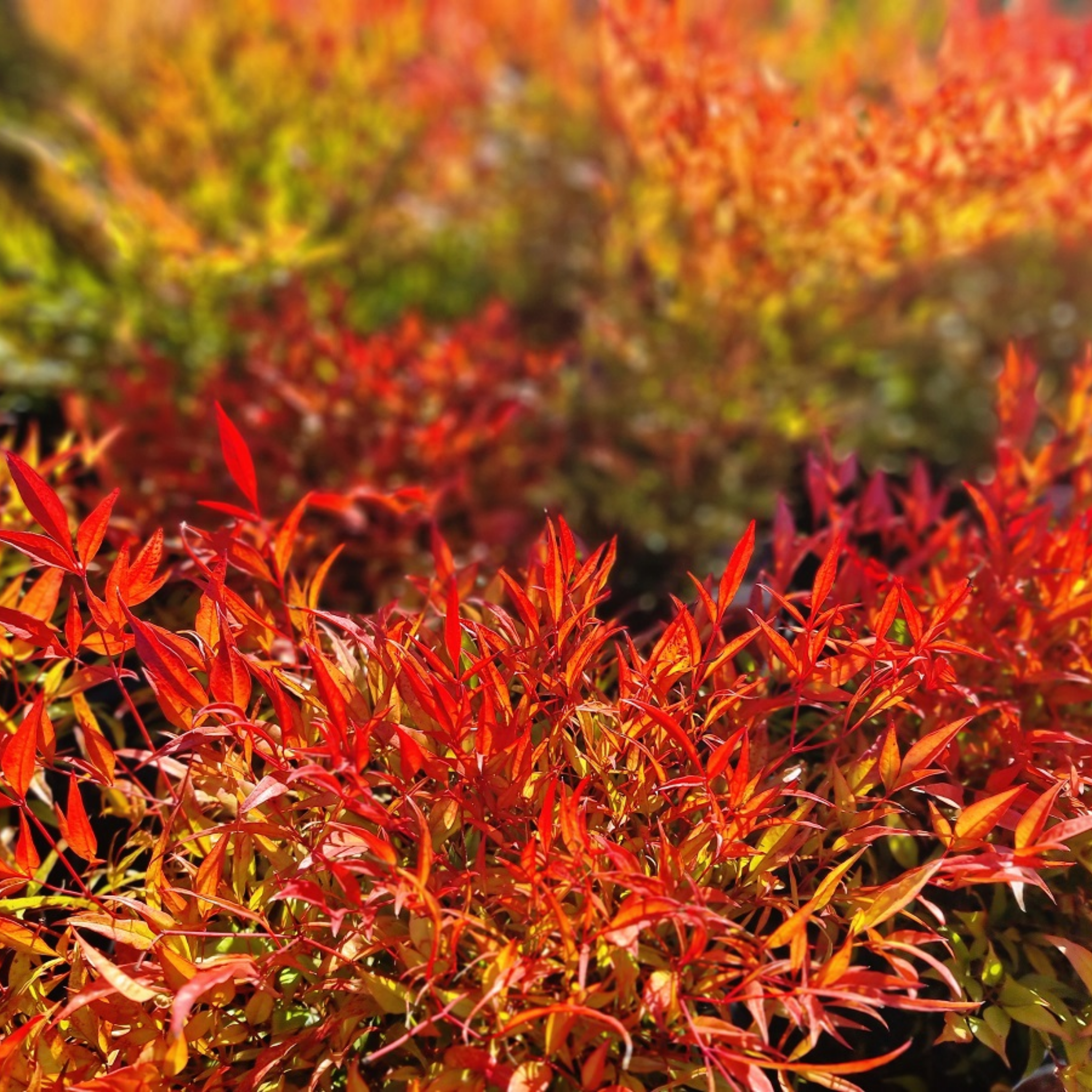 Moon Bay Heavenly Bamboo - Nandina domestica Moon Bay